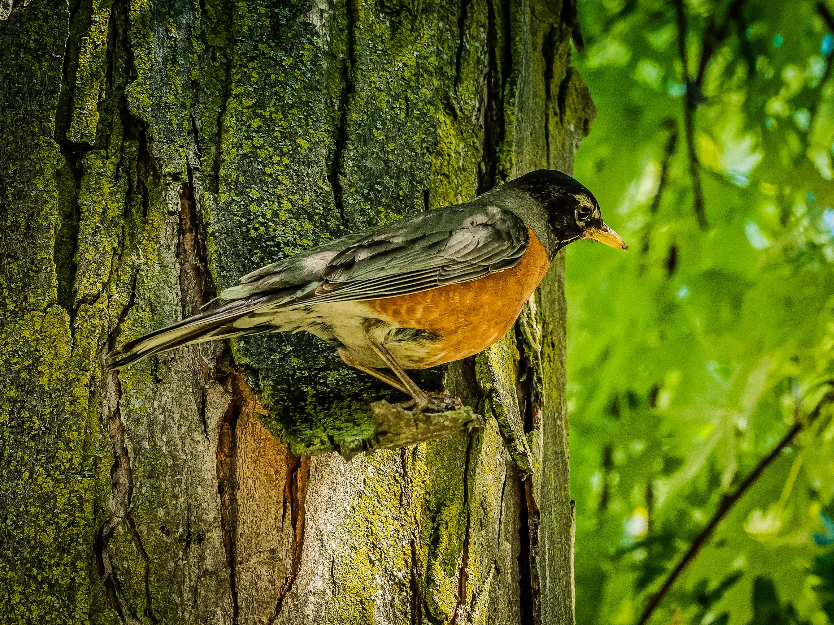 North American Robins (in colour)