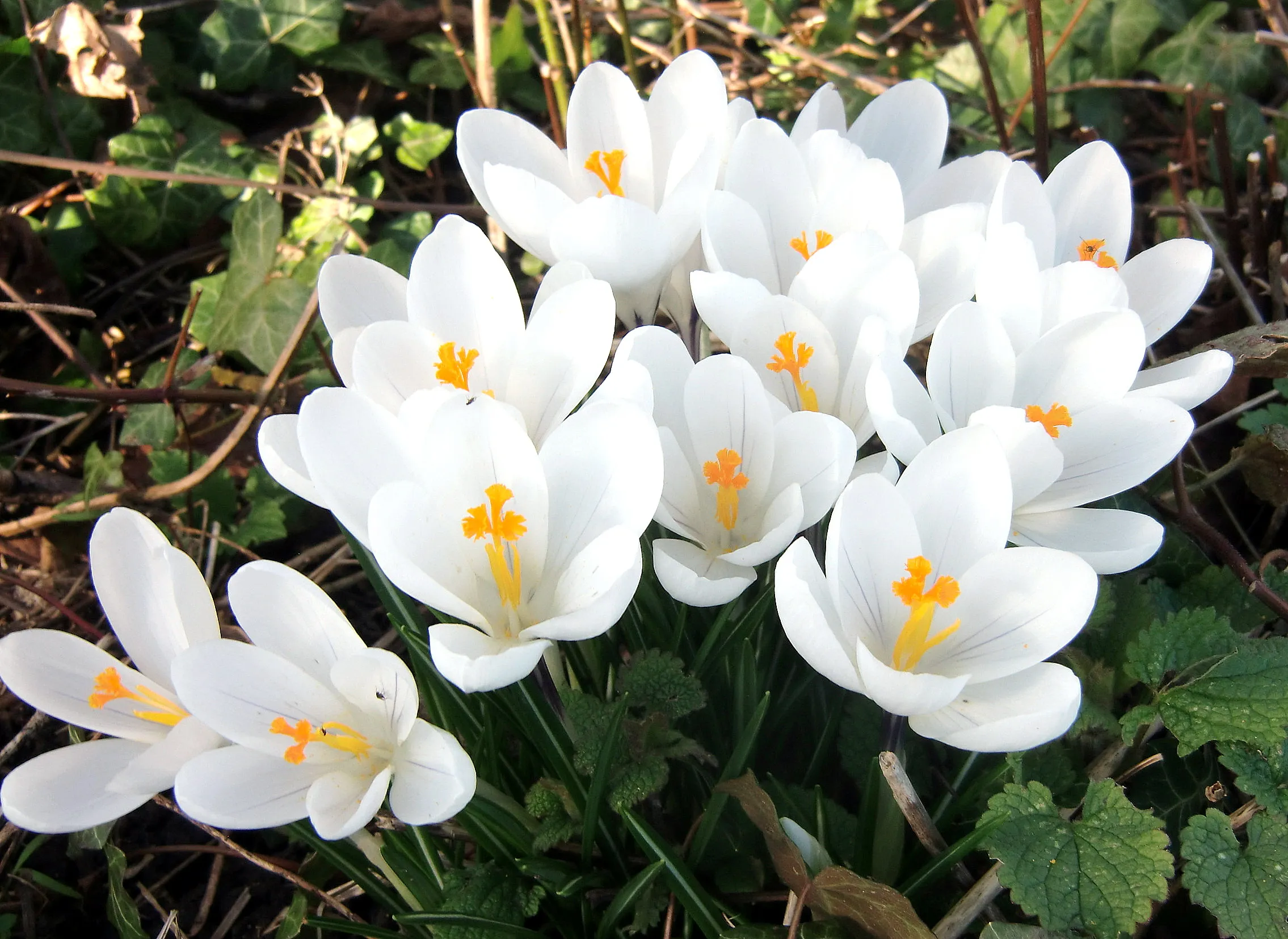 White Flowers (in colour)