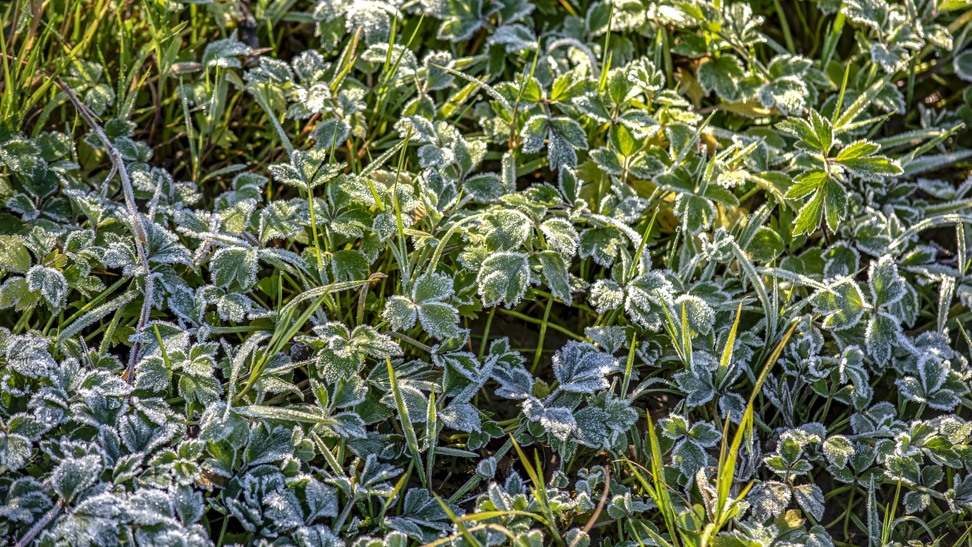 Green Colour in Nature (in colour)