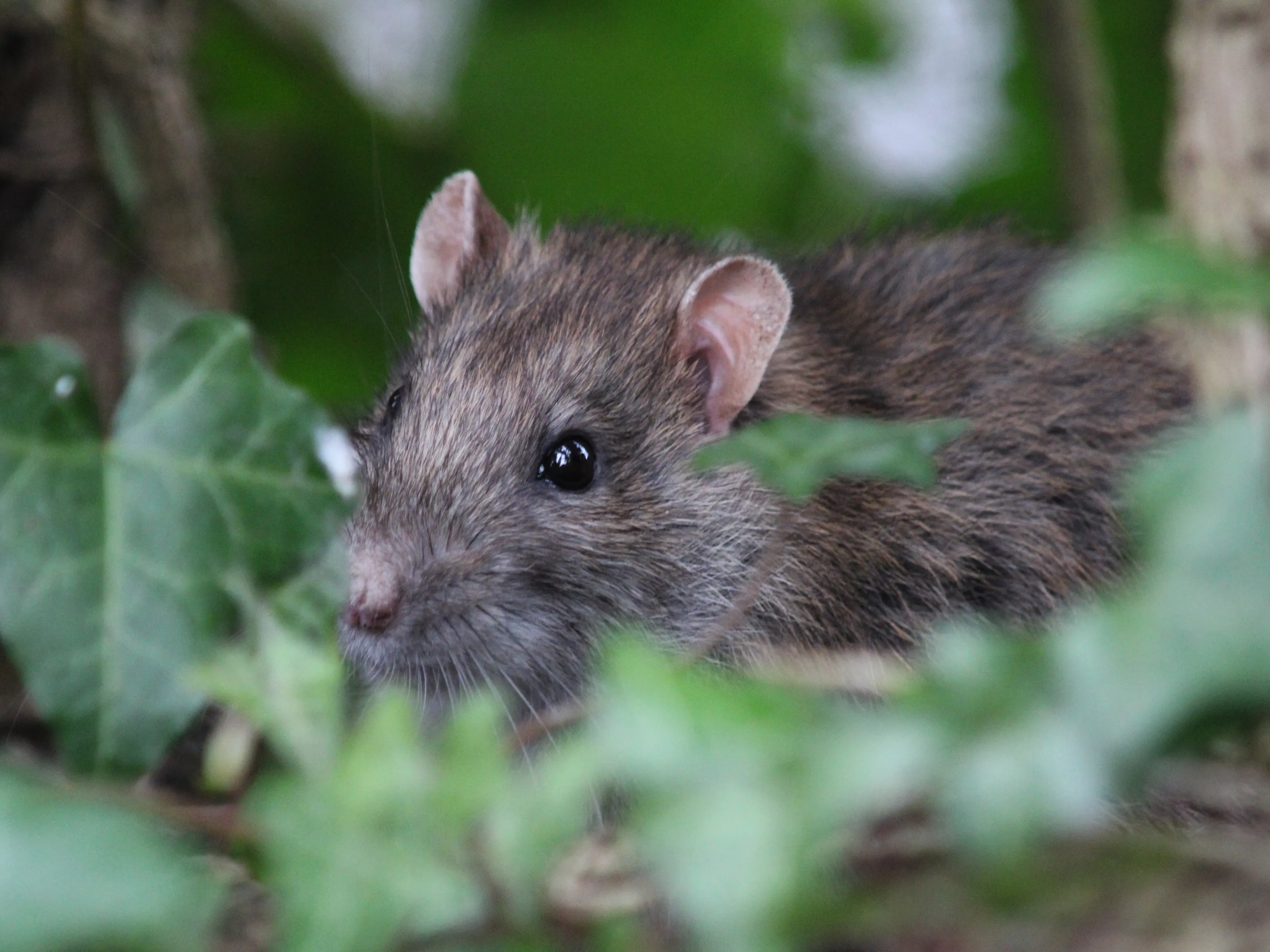Rodents