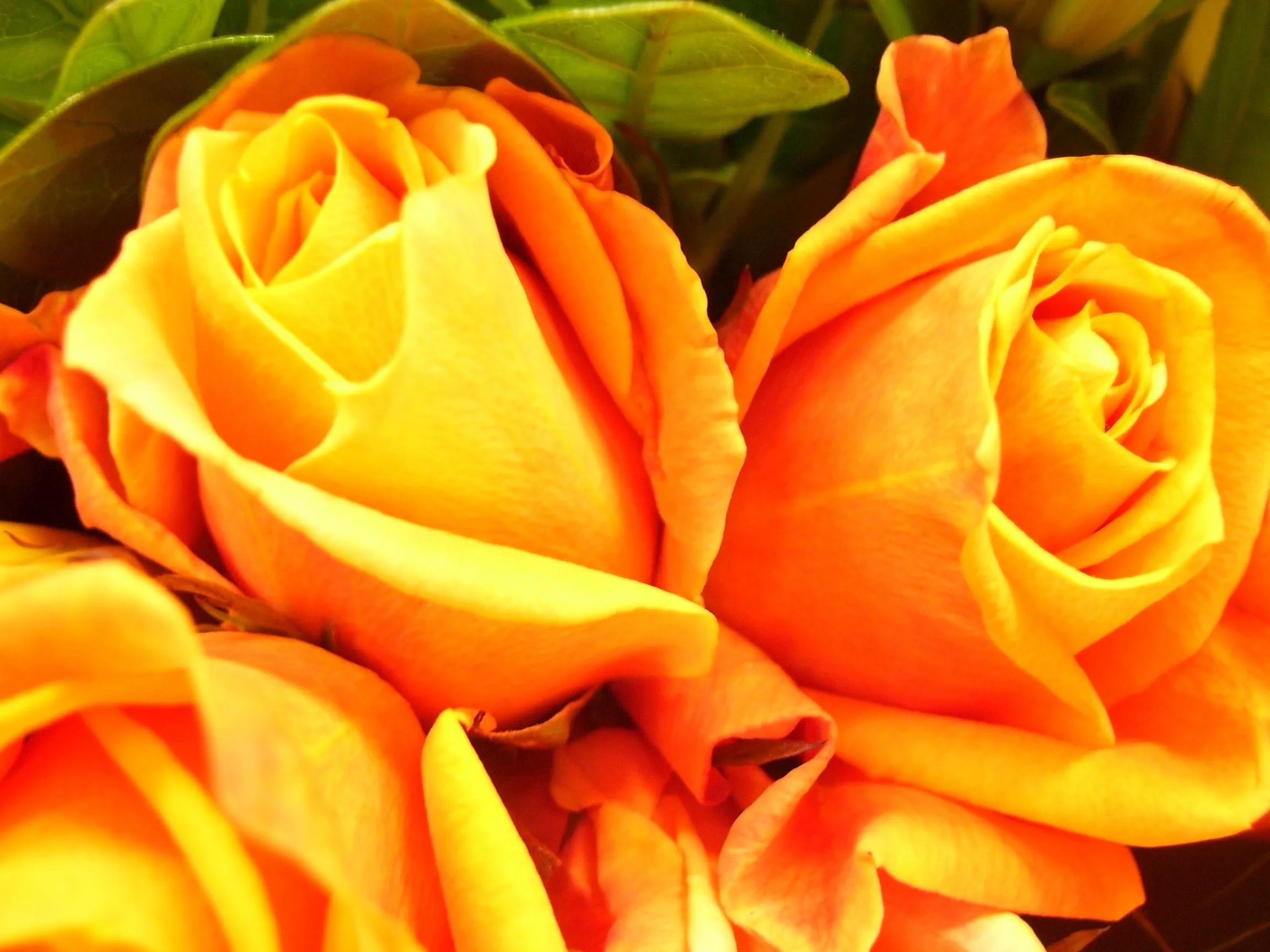 Gold-Coloured Flowers