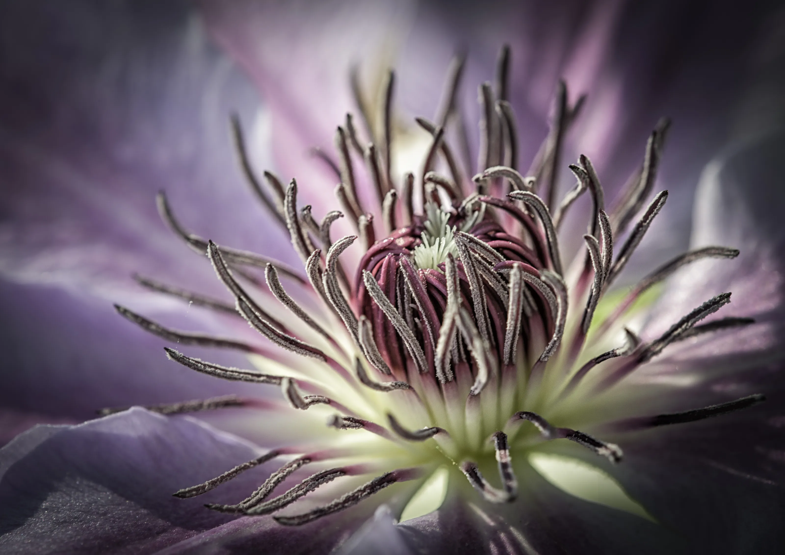 Stamens and Pistils of Flowers (in colour)