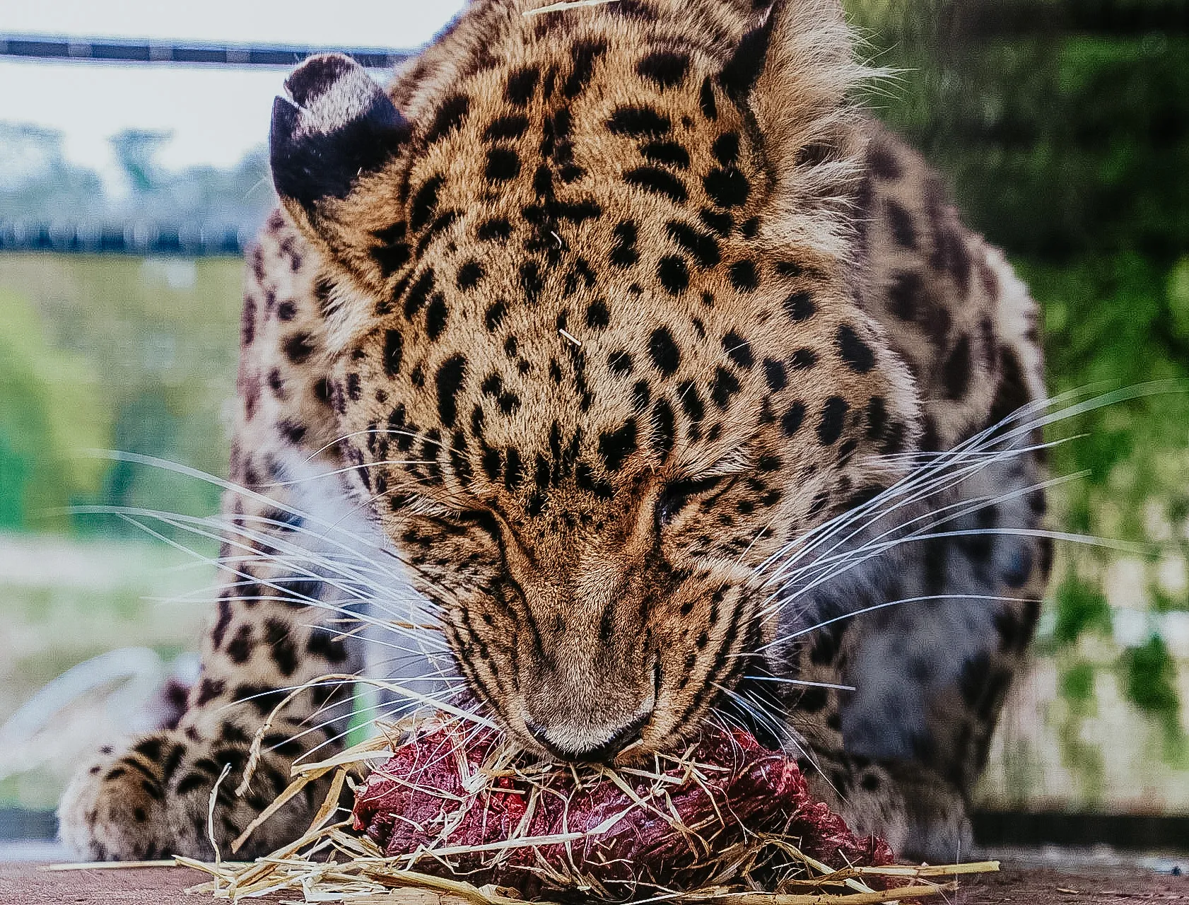 Big Cats in Captivity