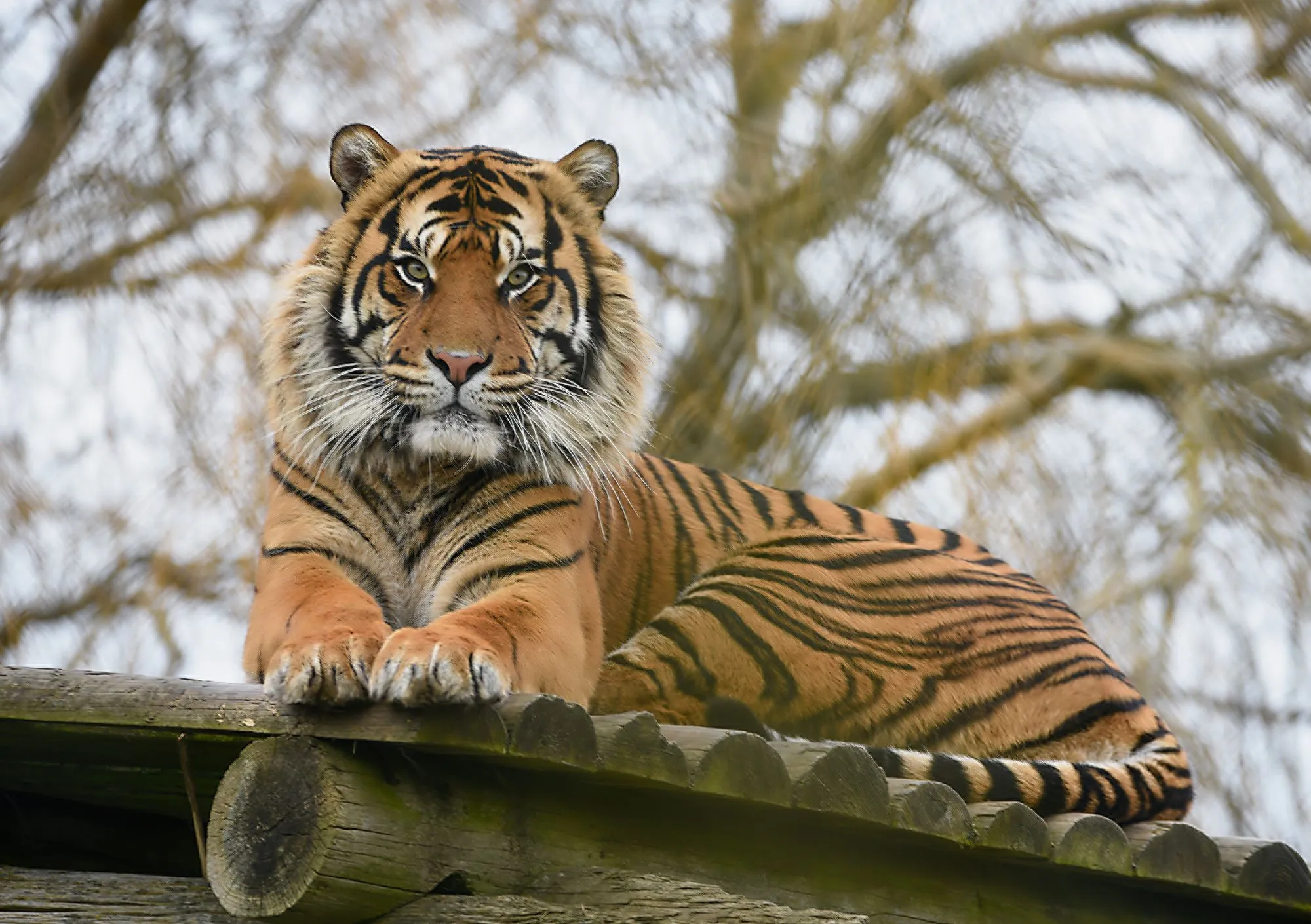 Tigers (in colour)