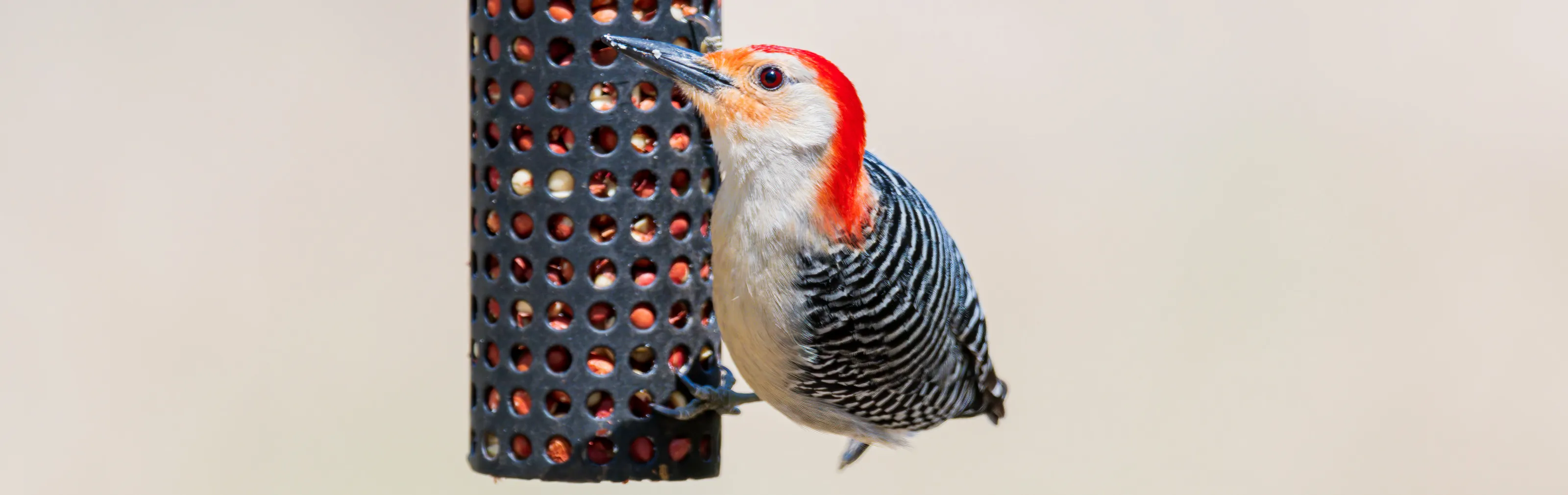 Wild Birds at Bird Feeders