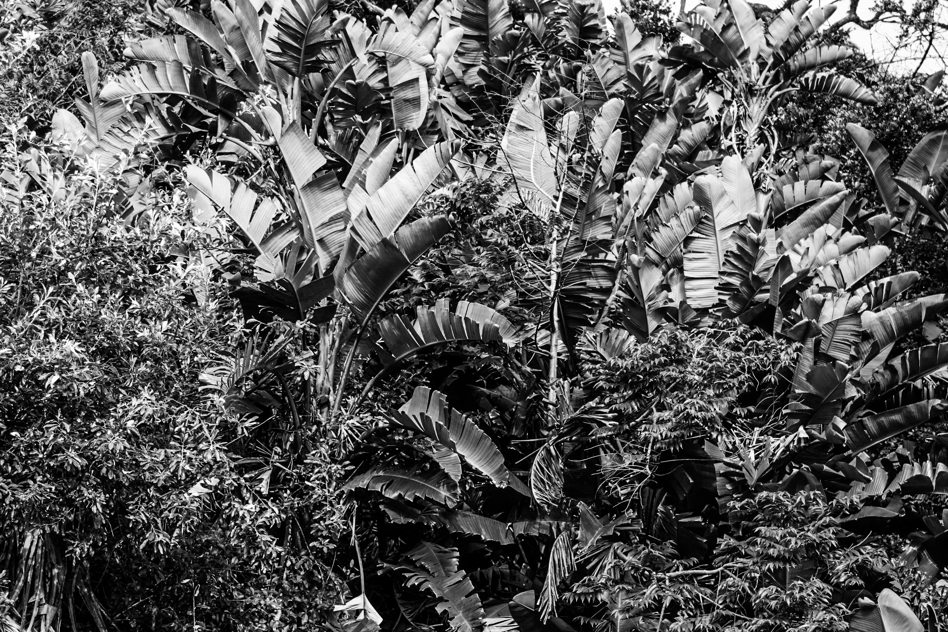 Plants in Monochrome