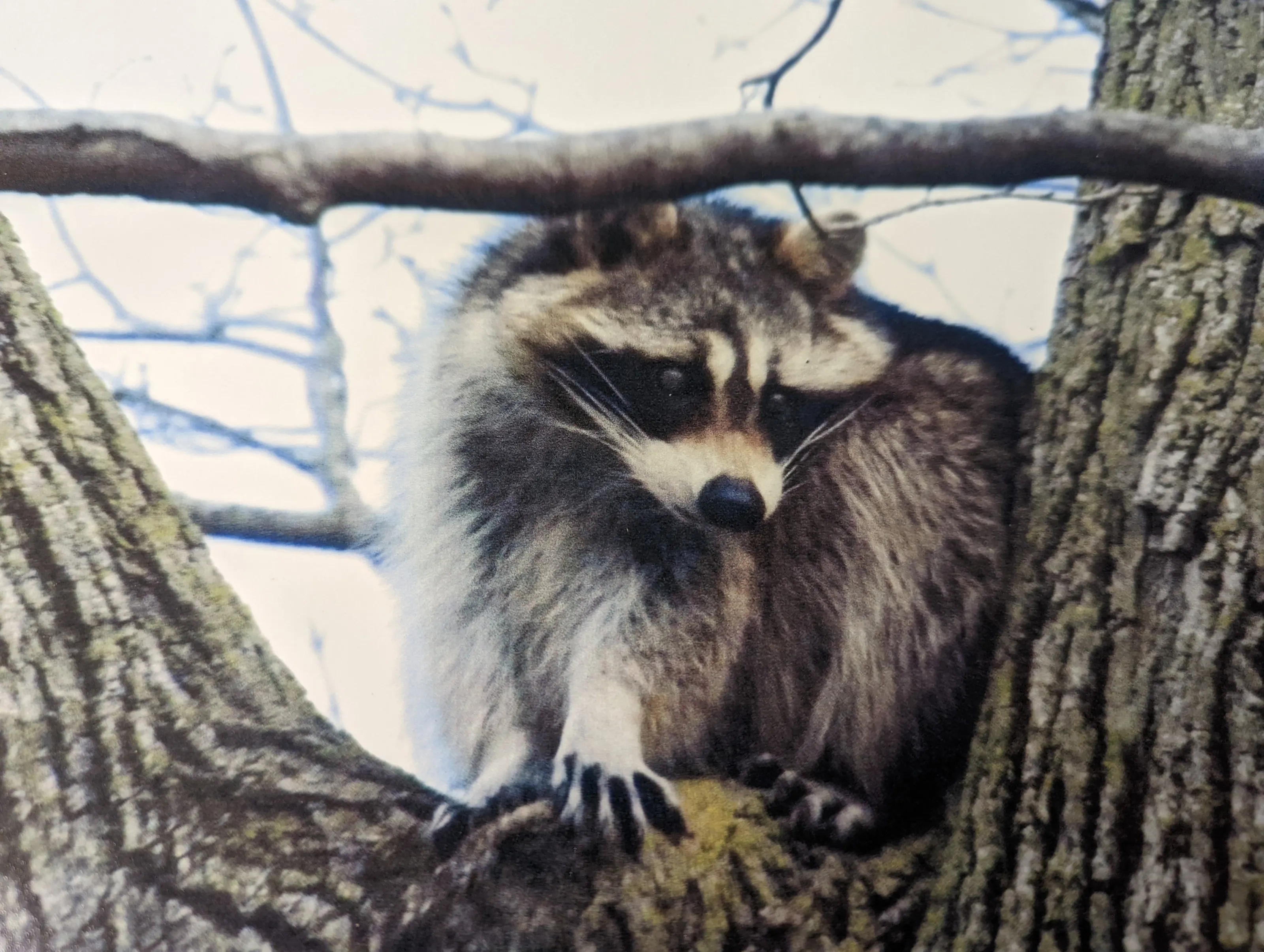 Raccoons