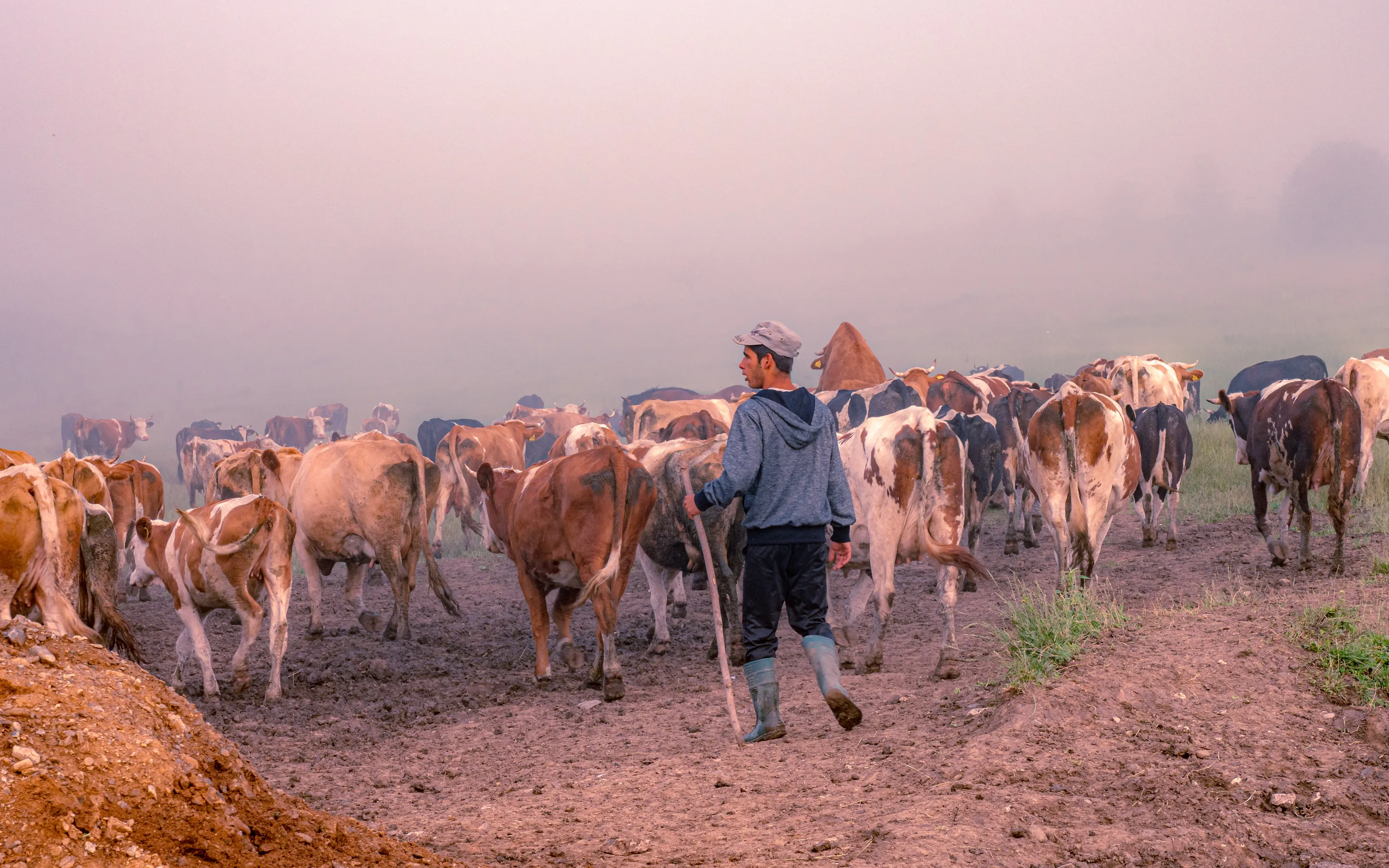 Herdspeople at Work