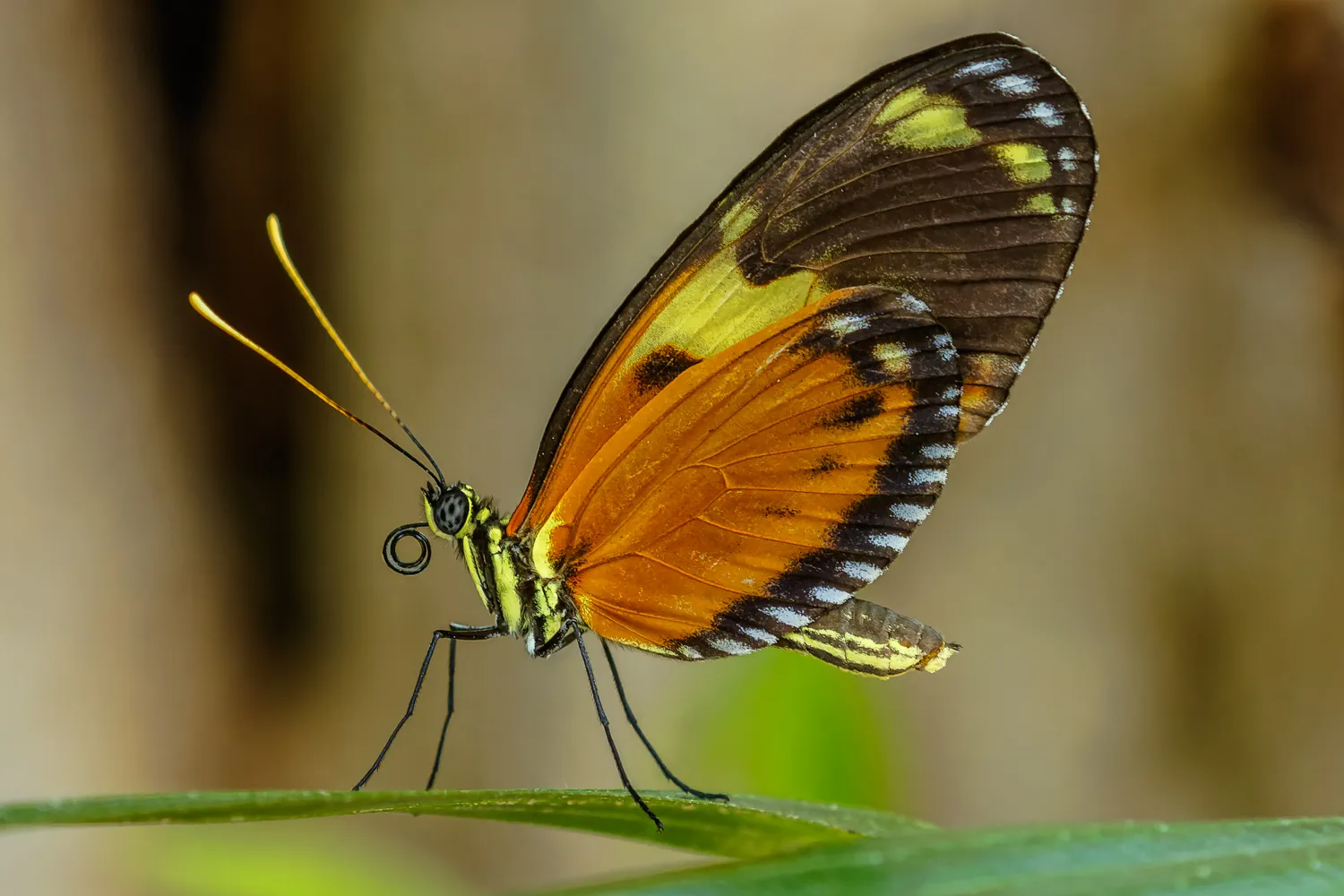 Orange-Coloured Insects (in colour)