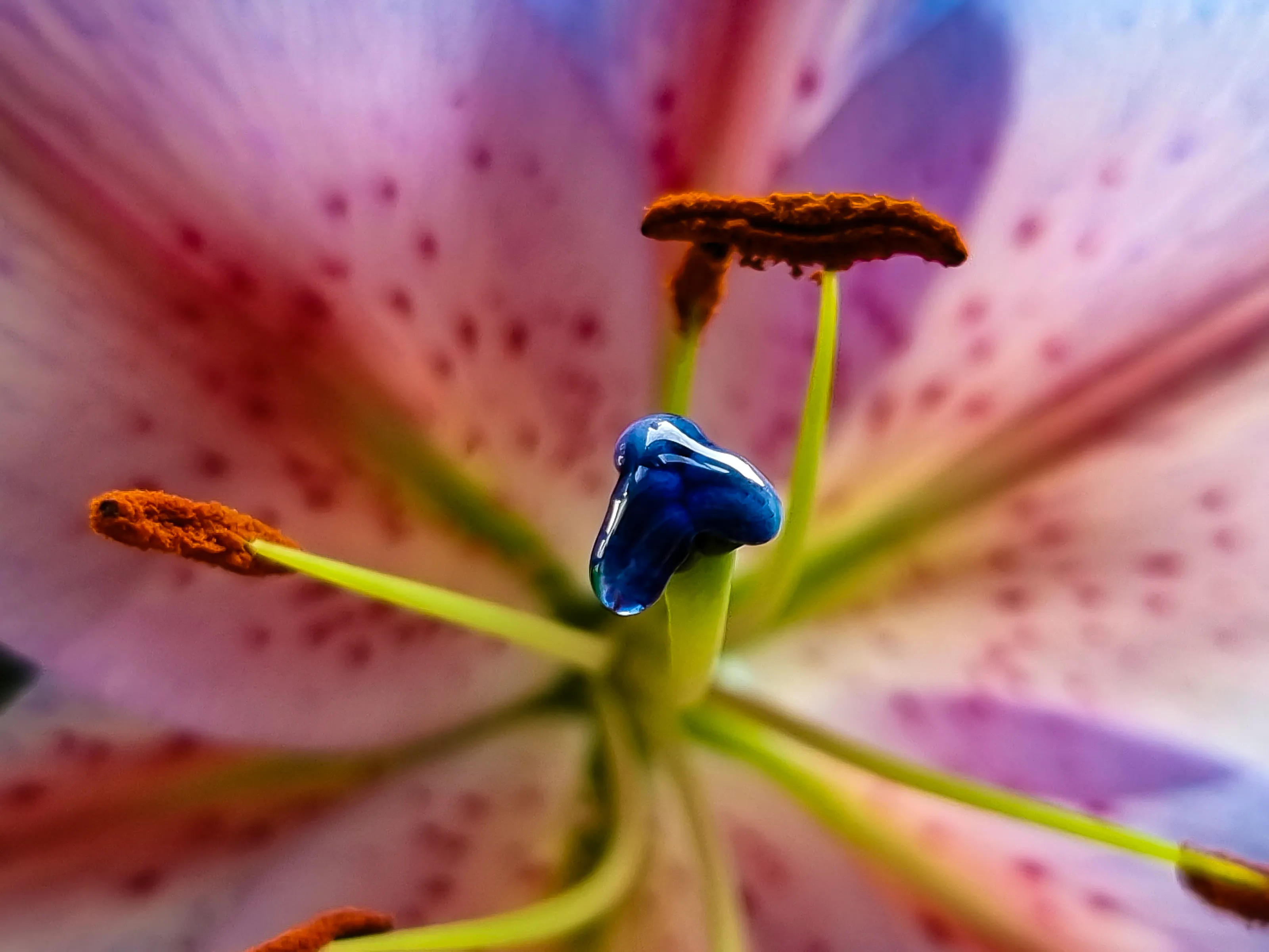 Nature in Macro (in colour)