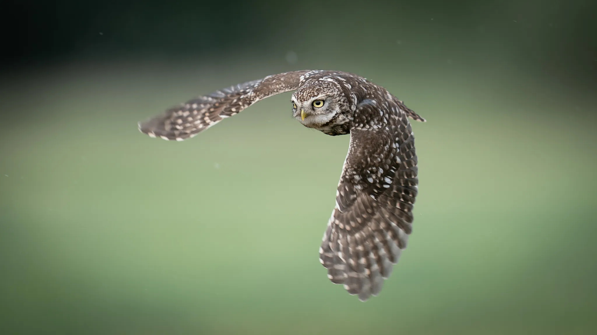 Birds in Flight