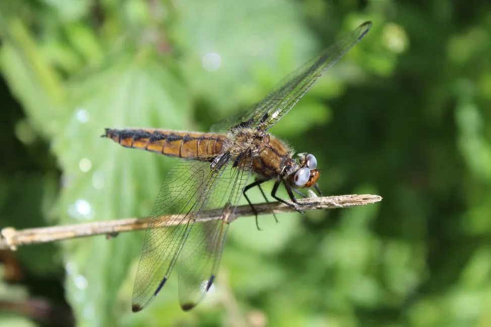 Insects in Macro and Close-Up