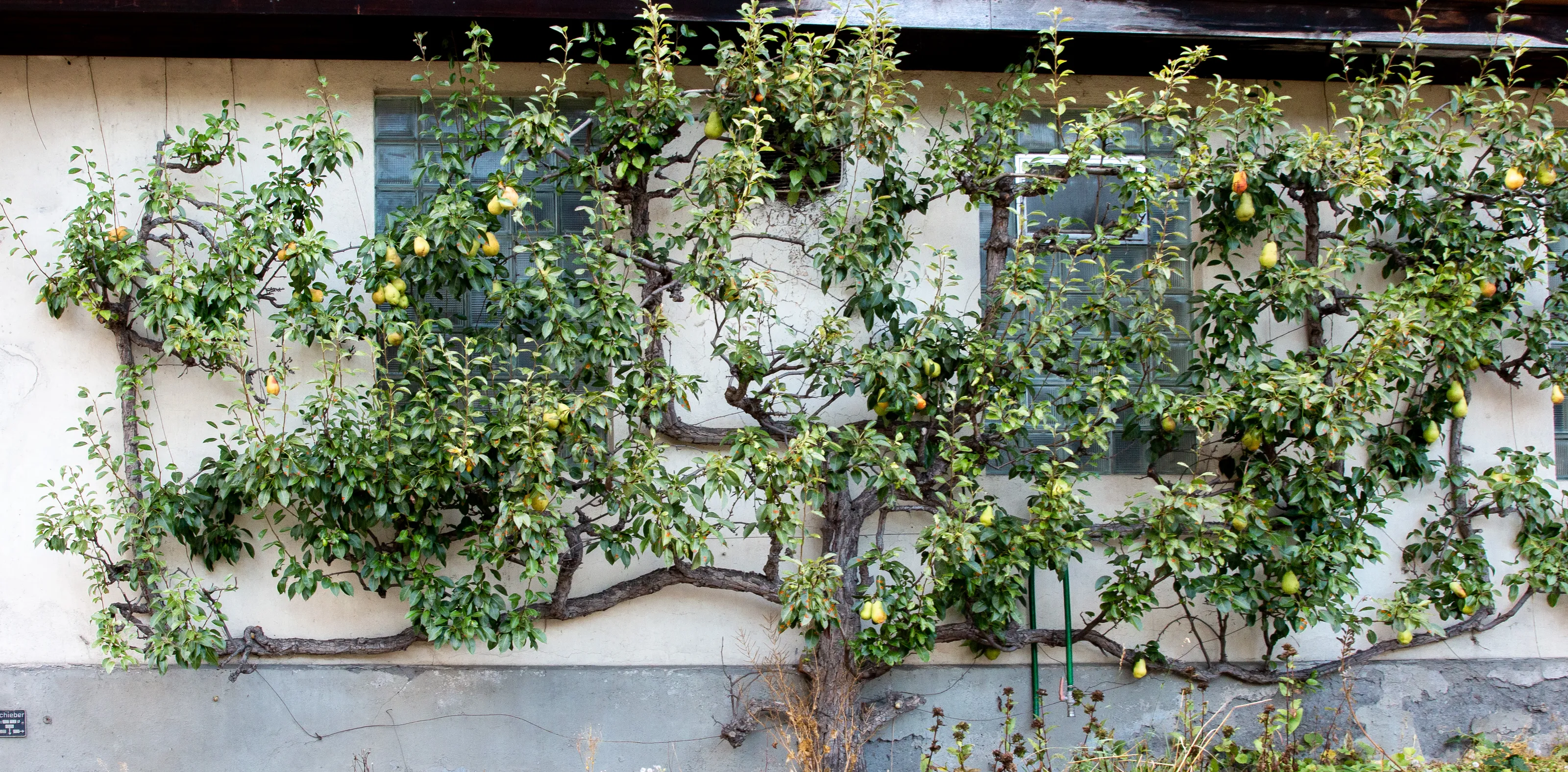 Plants Trained to Grow on Walls