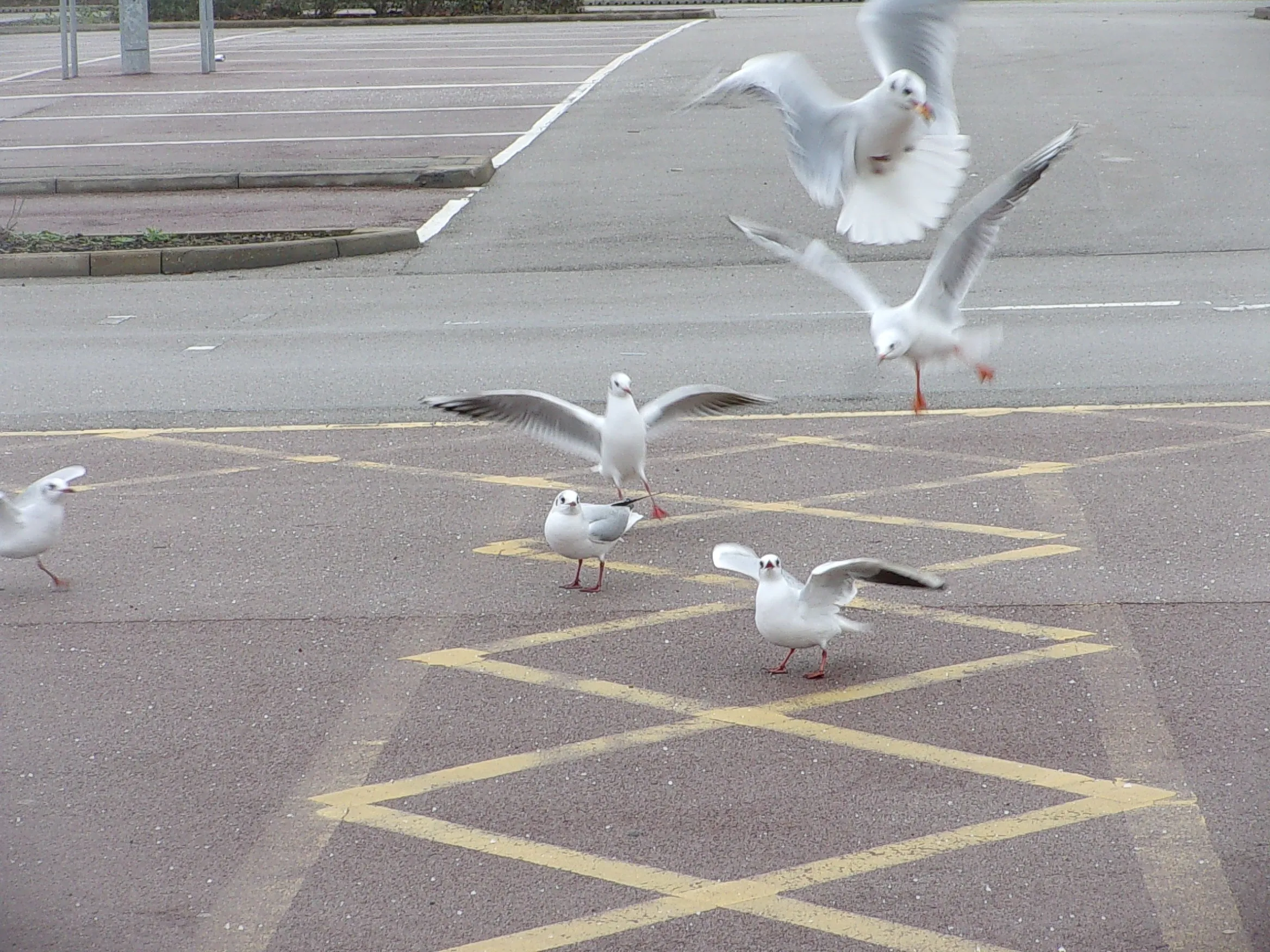 Gulls