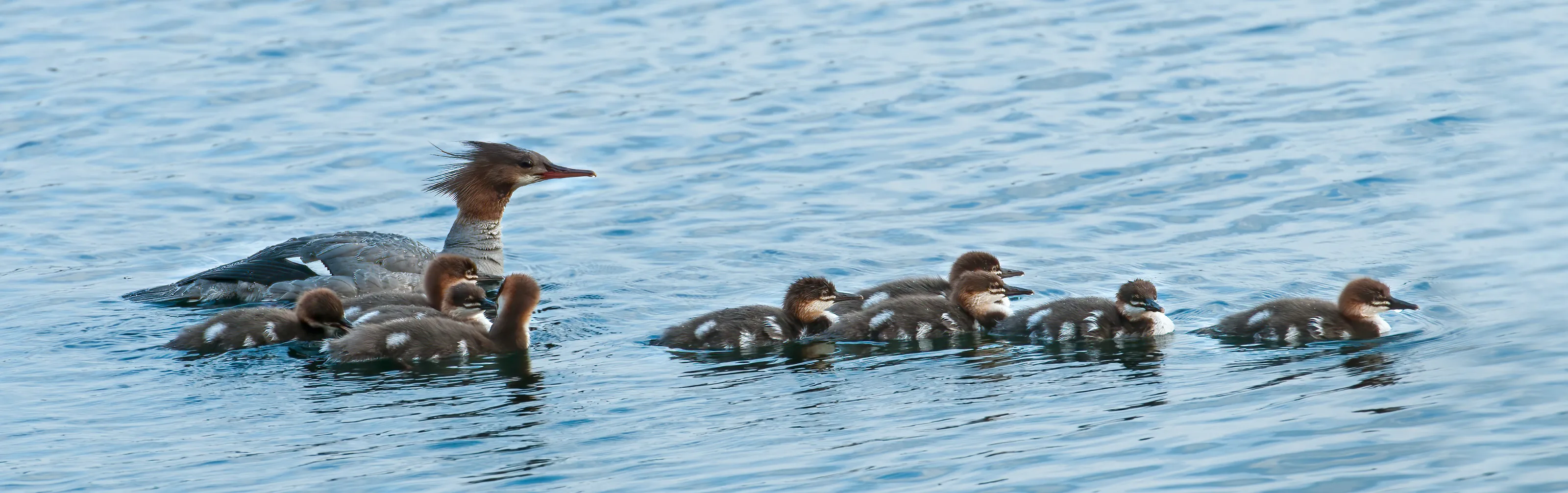 Wild Birds and Their Young