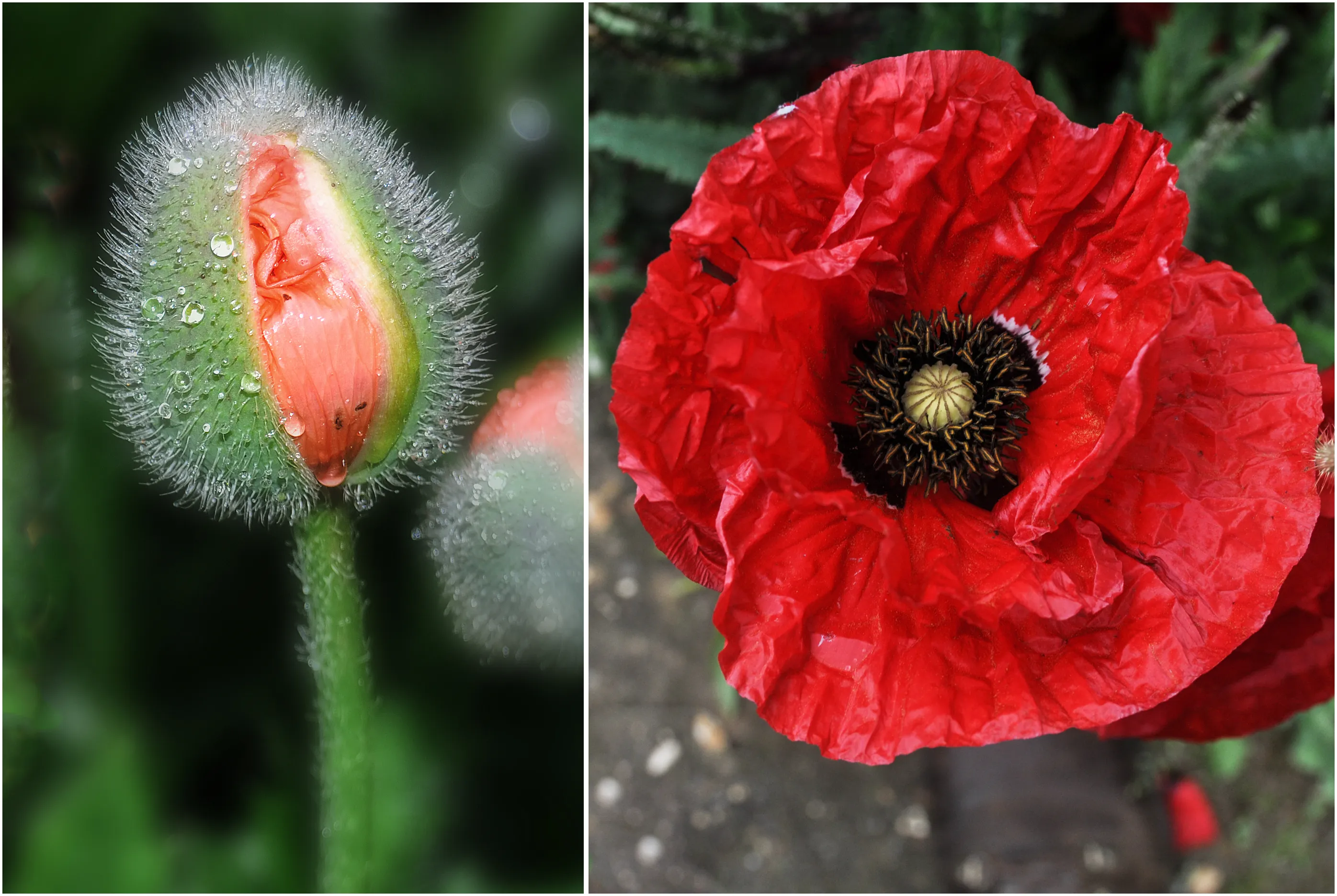 Diptychs Depicting Change