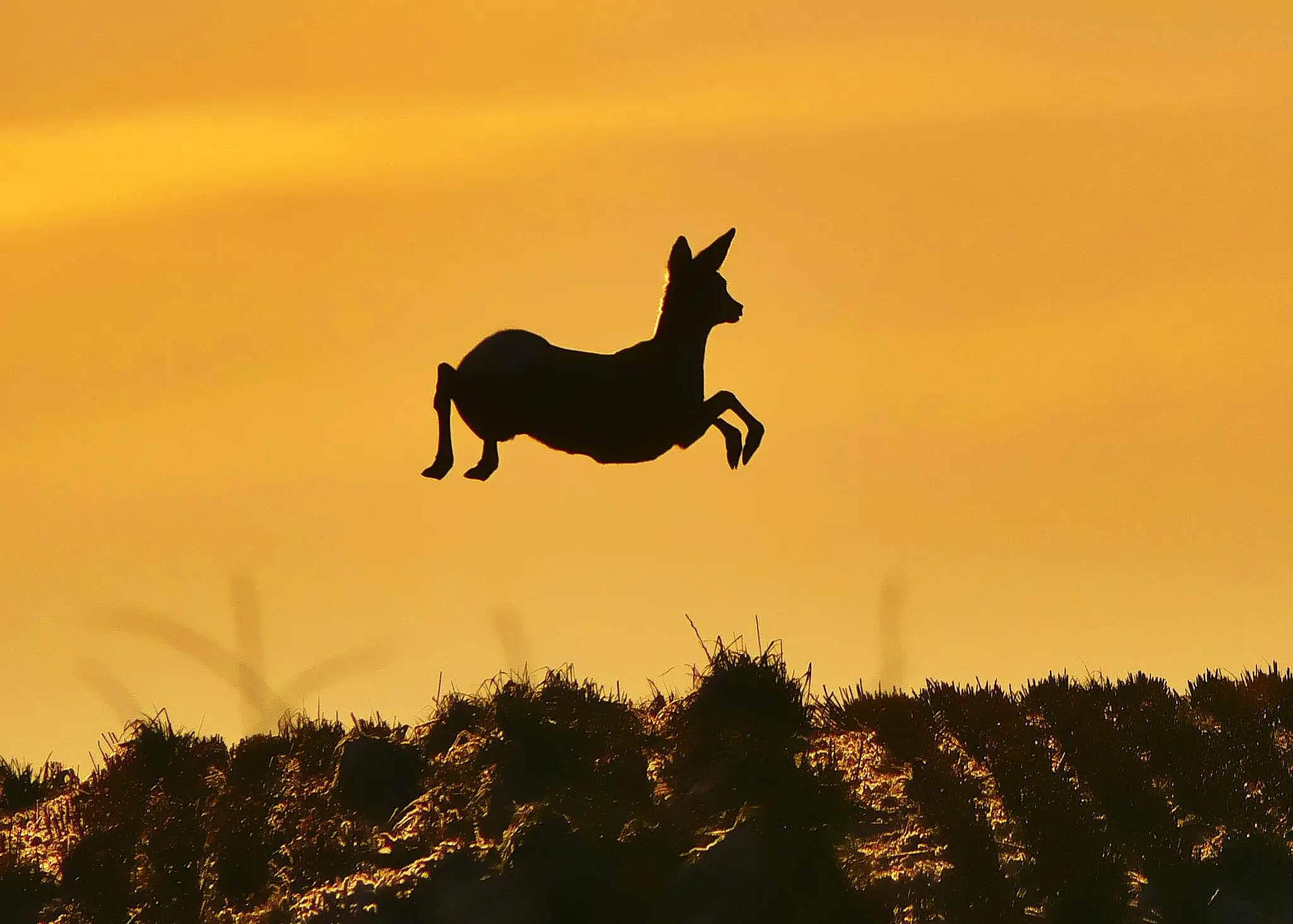 Silhouettes
