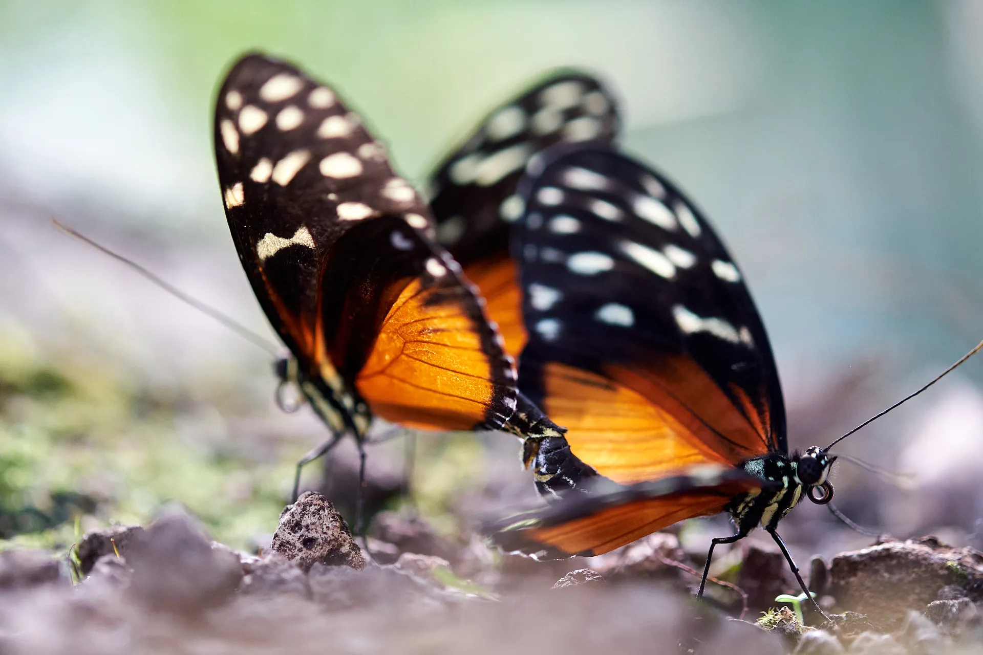 Butterflies (in colour)
