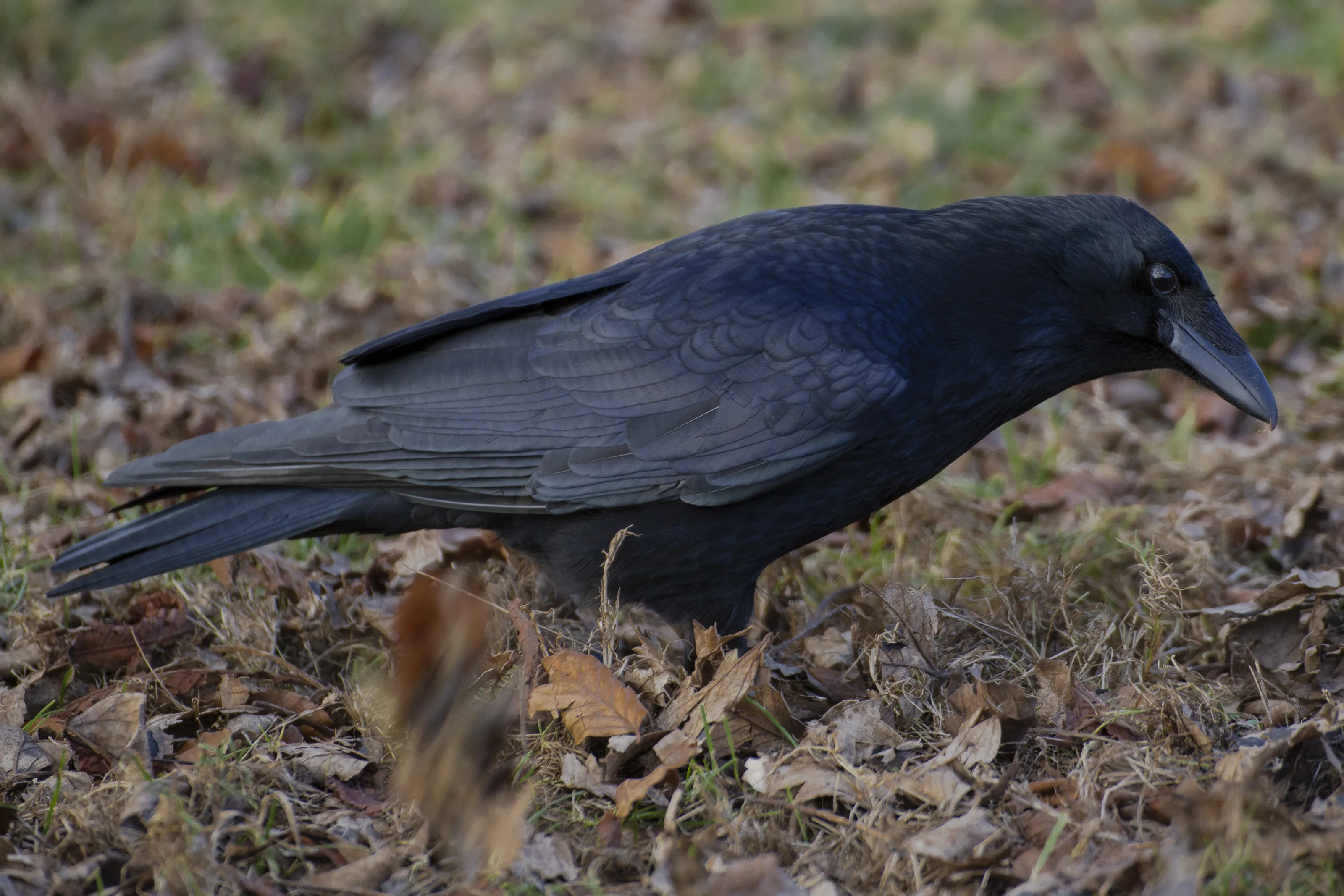 Birds in the Crow Family (corvids)