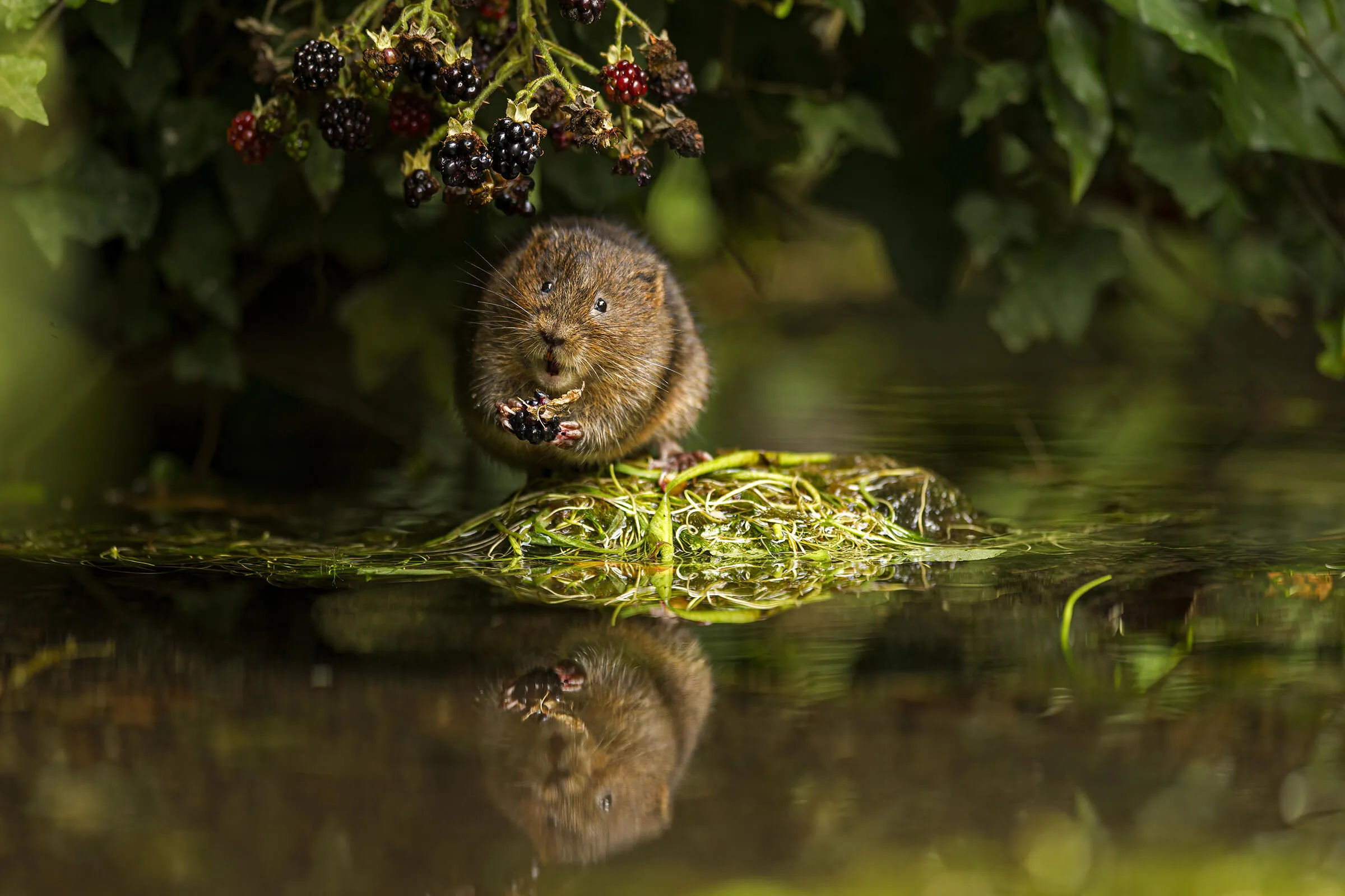 Wildlife (Young APOY)