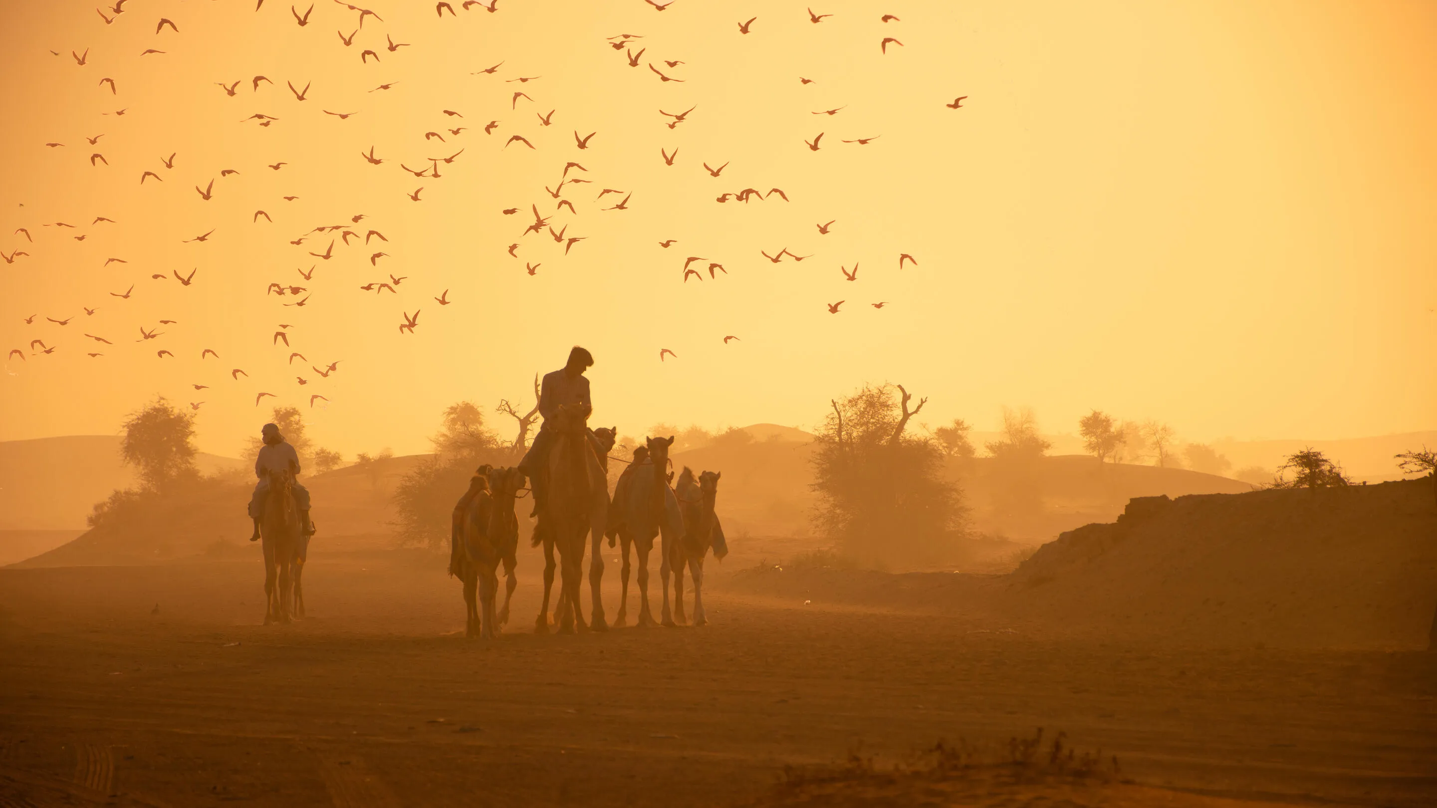 Travel (Young APOY)