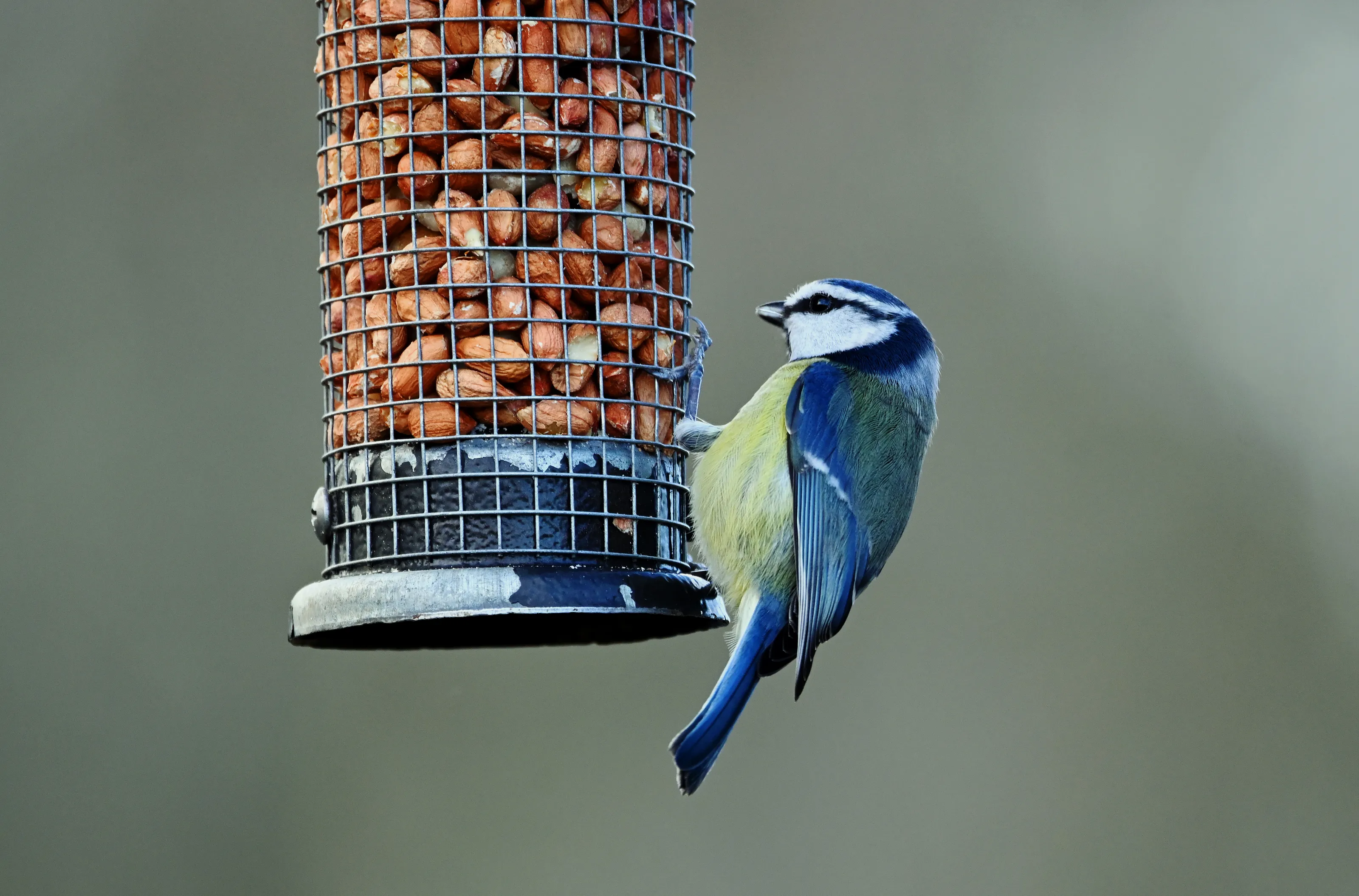 Birds on a Feeder (in colour)