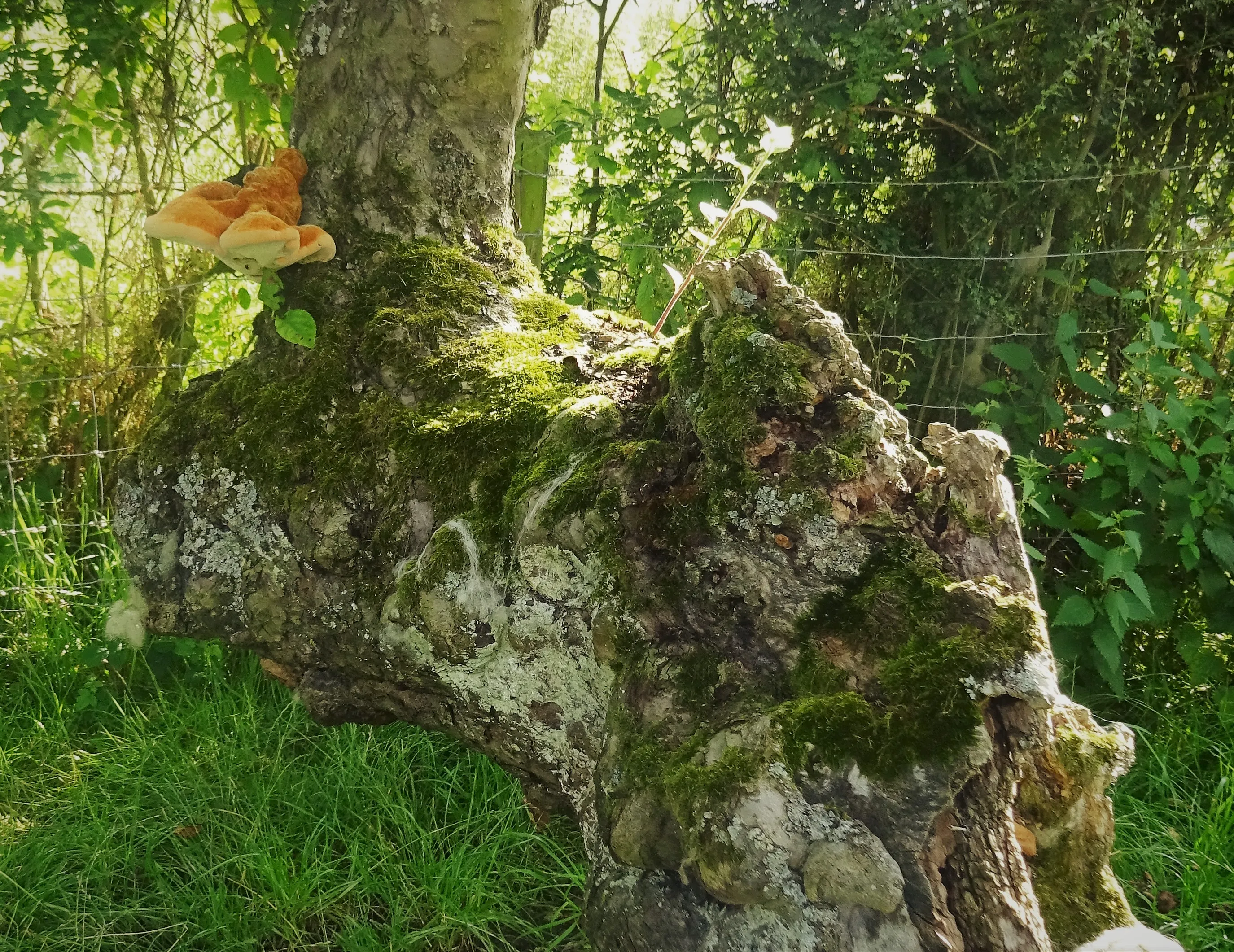 Interesting Tree Trunks