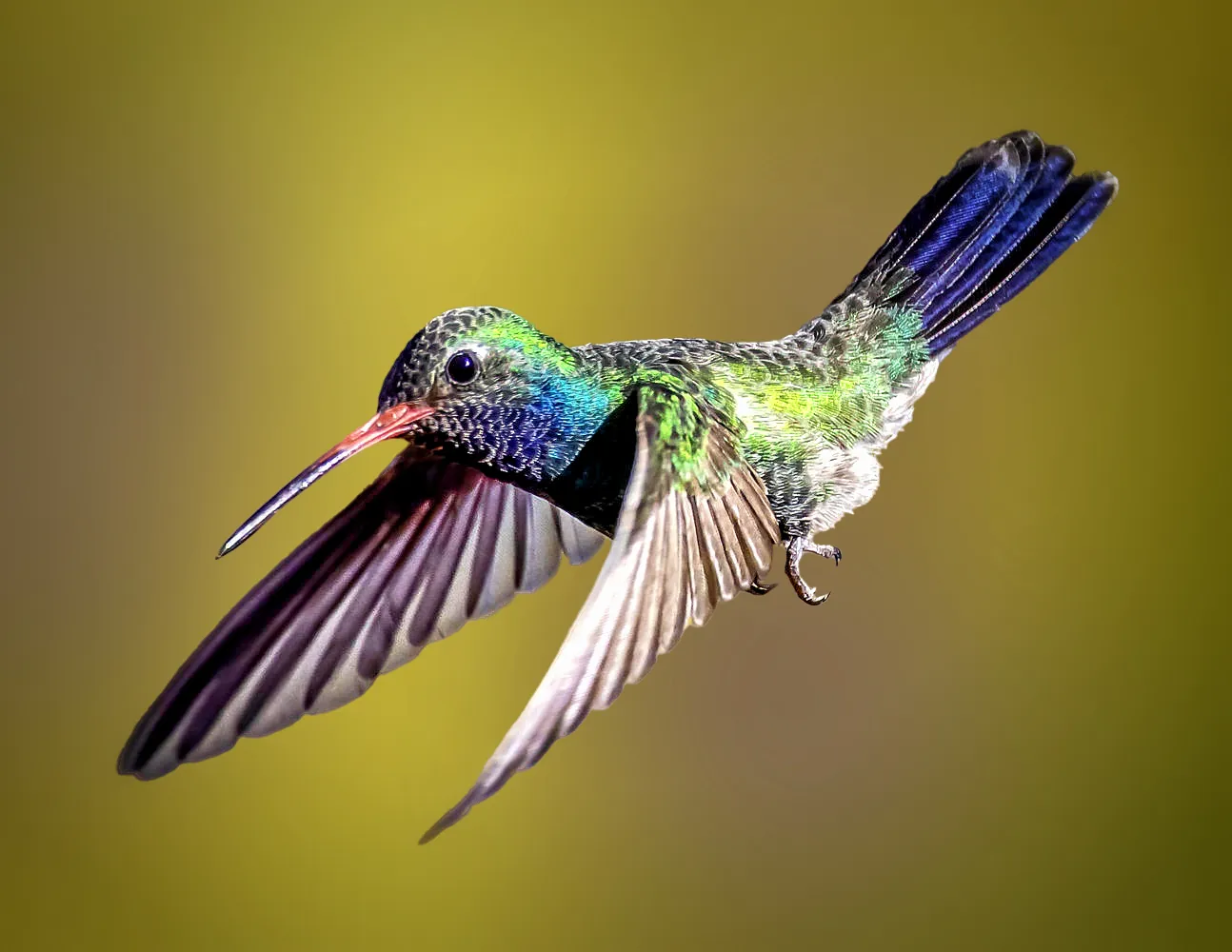 Animals in Colour