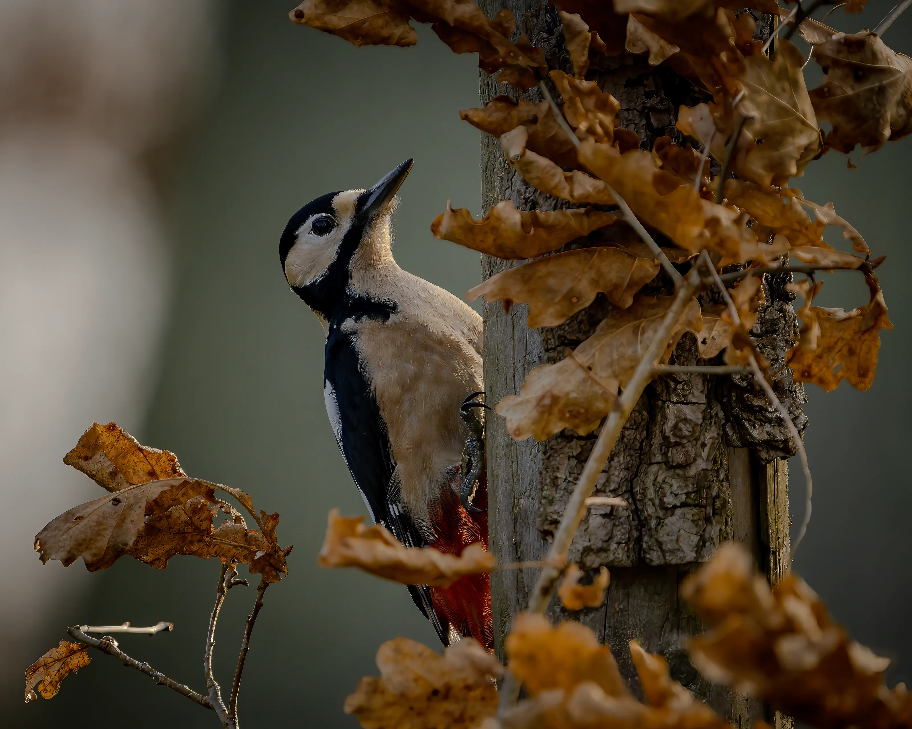 Woodpeckers