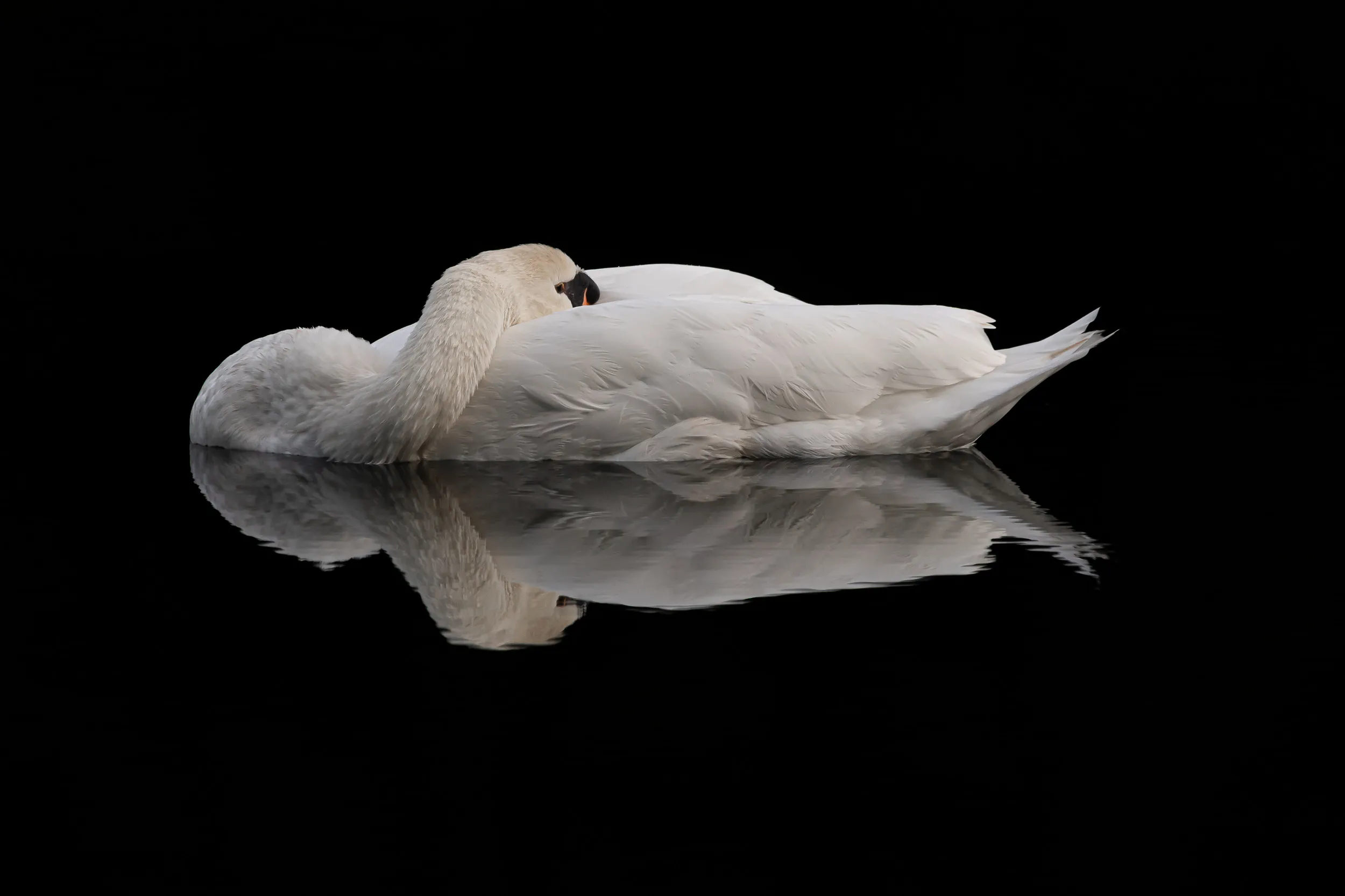 Swans