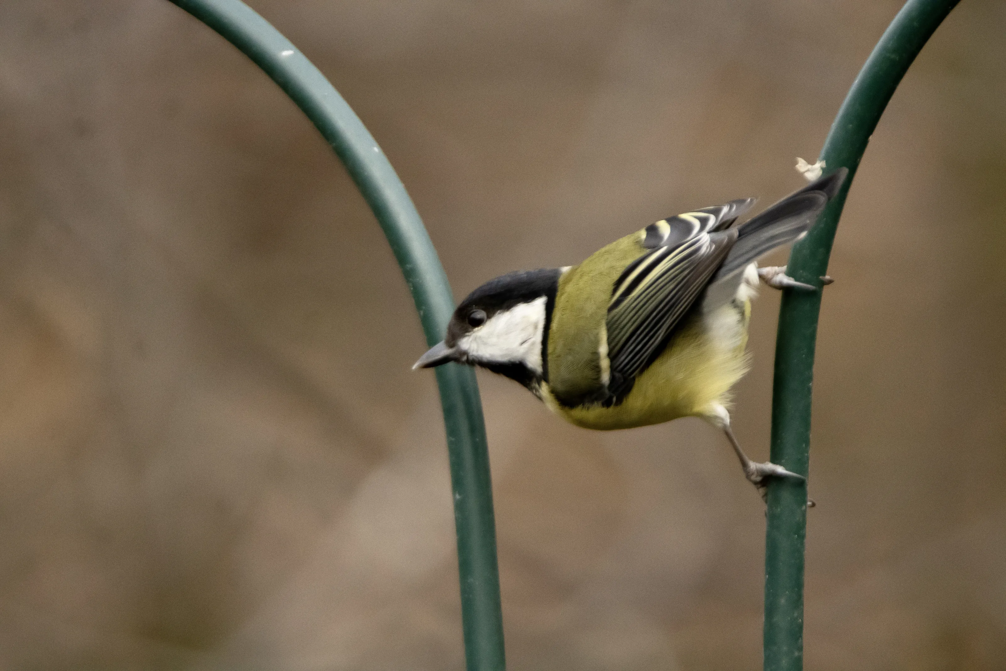 Garden Birds