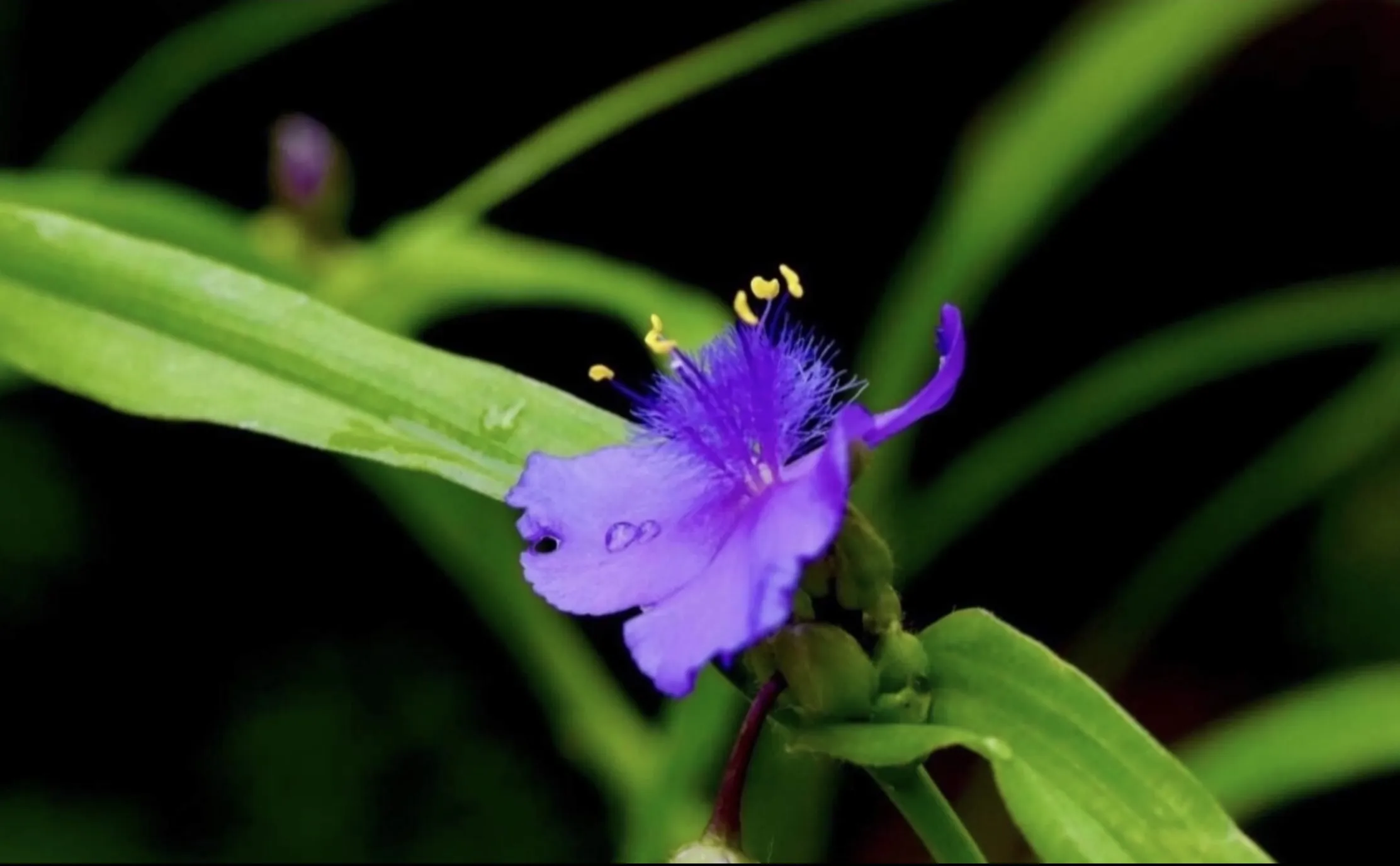 Flowers of an Unusual Kind (in colour)