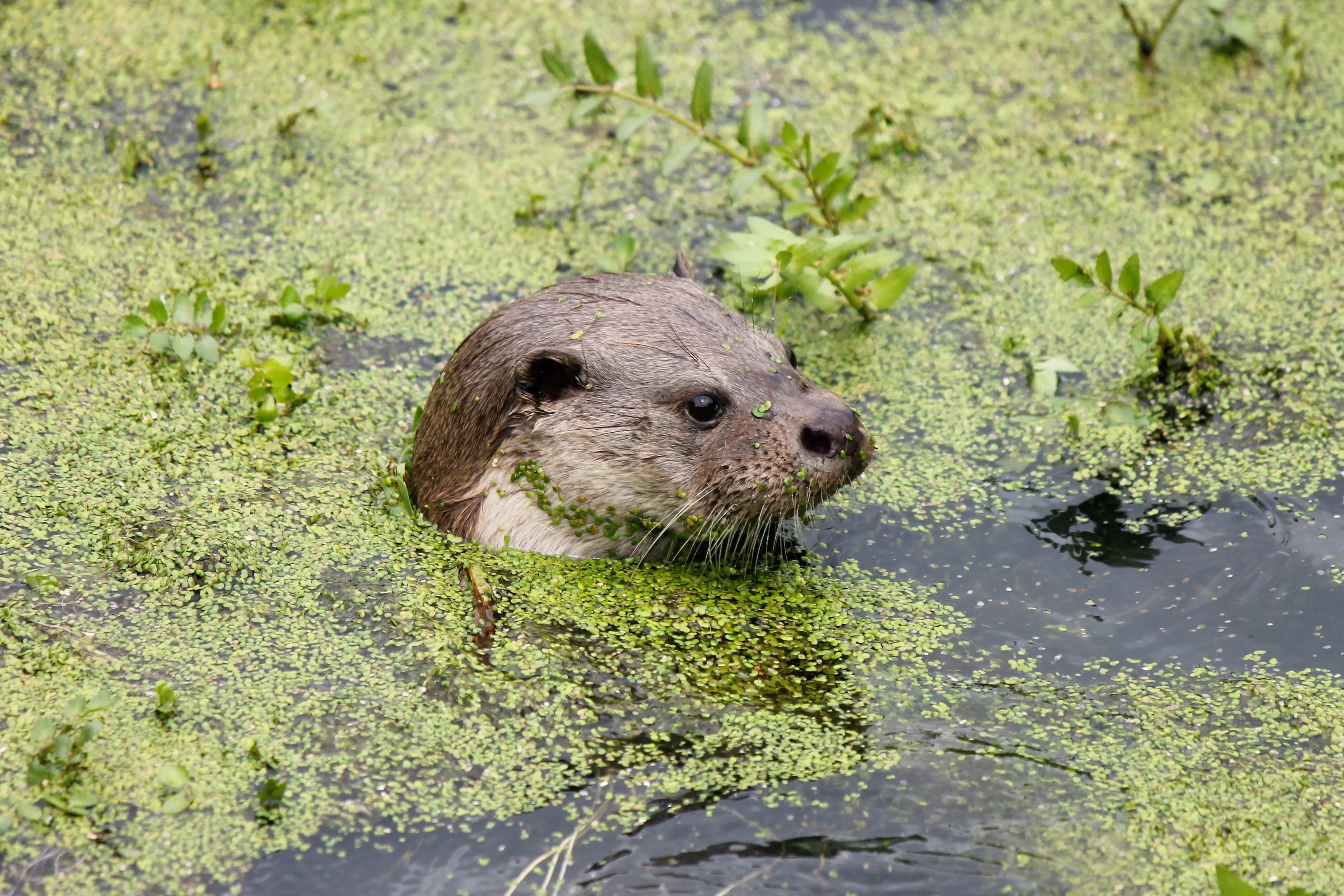 Wildlife of the UK