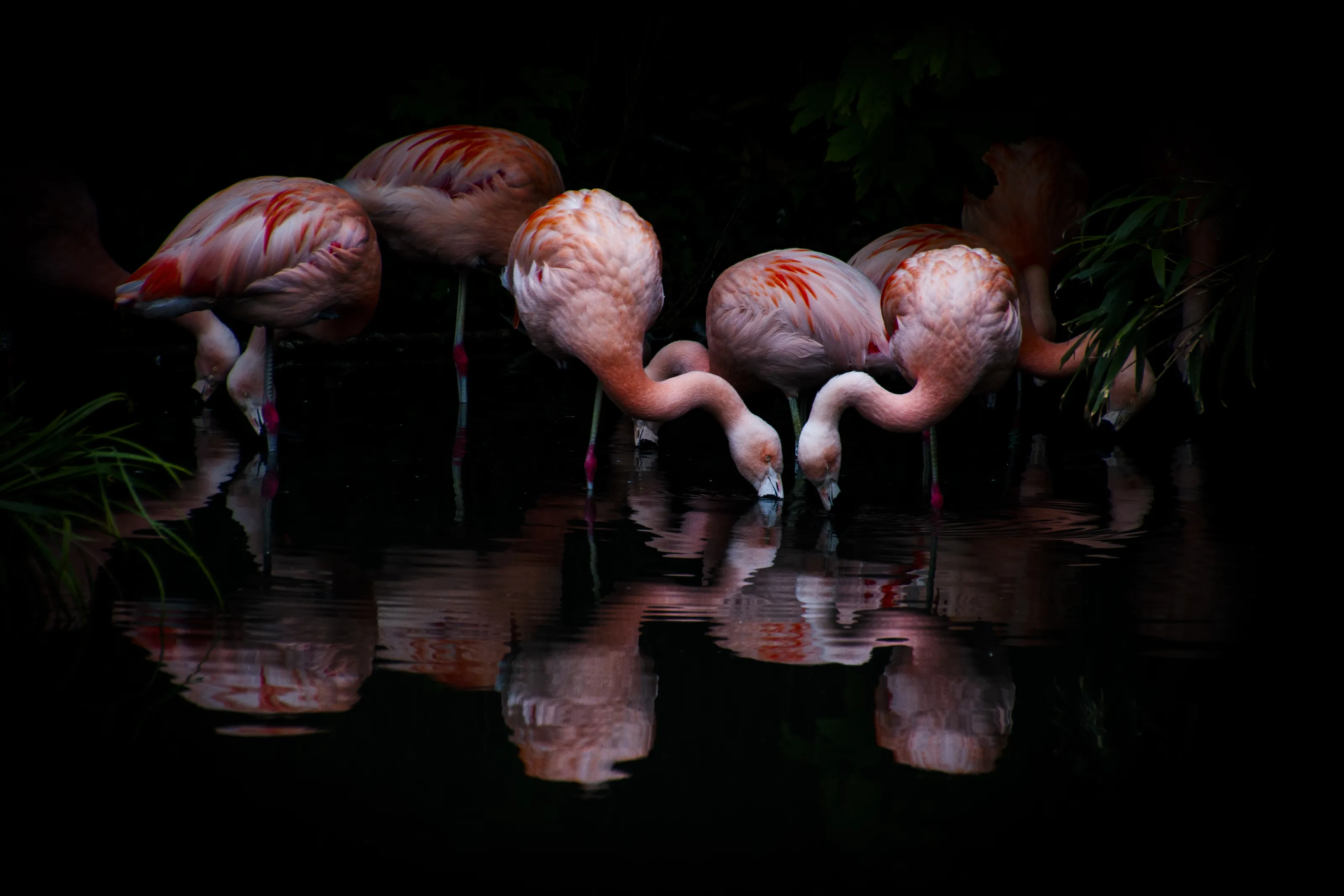 Birds and their Reflections in Water (in colour)
