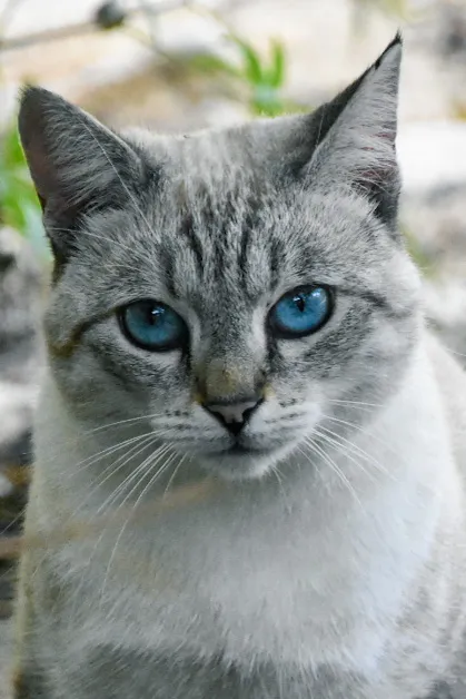 Blue Eyes