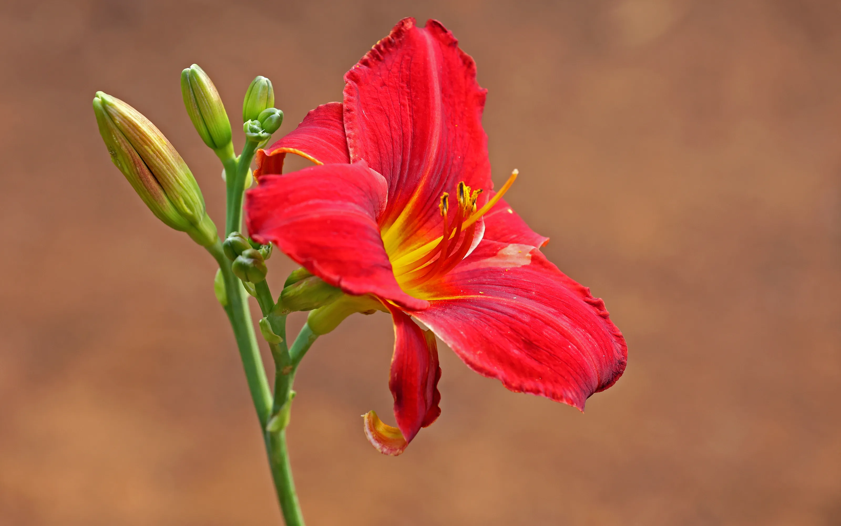 Details of a Flower (in colour)