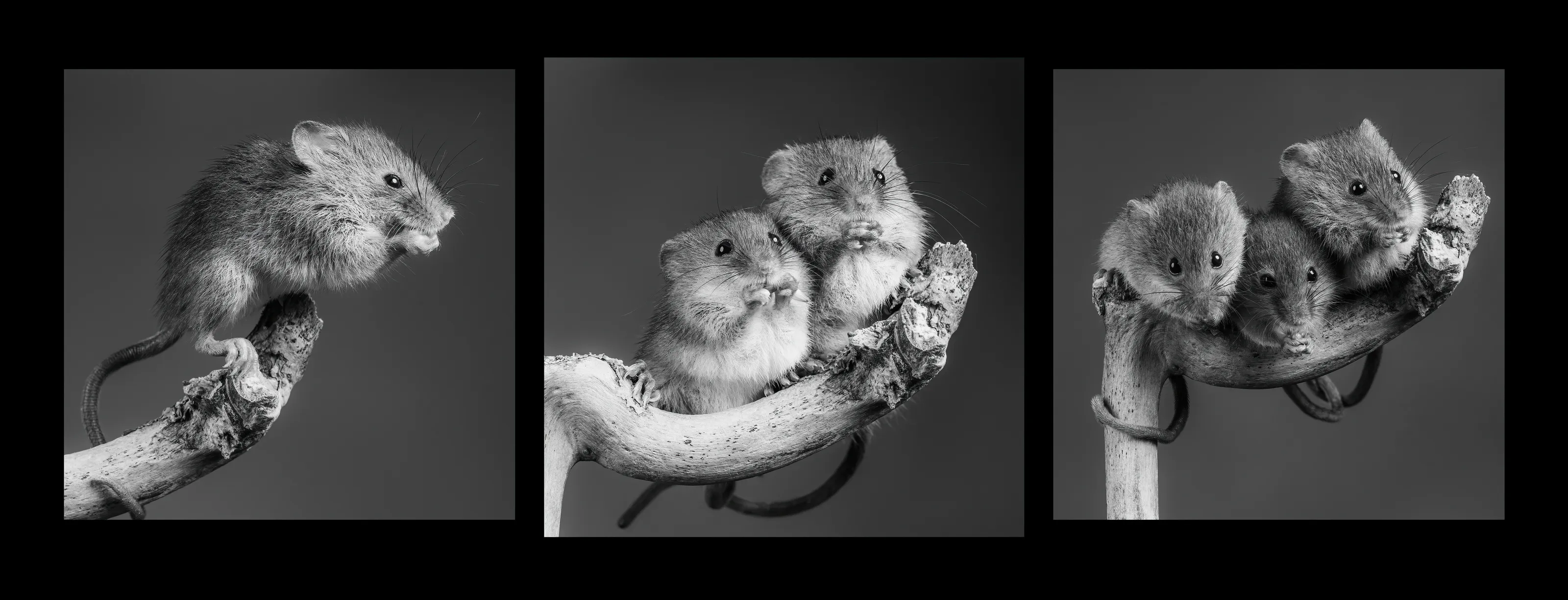 Animals in a Triptych