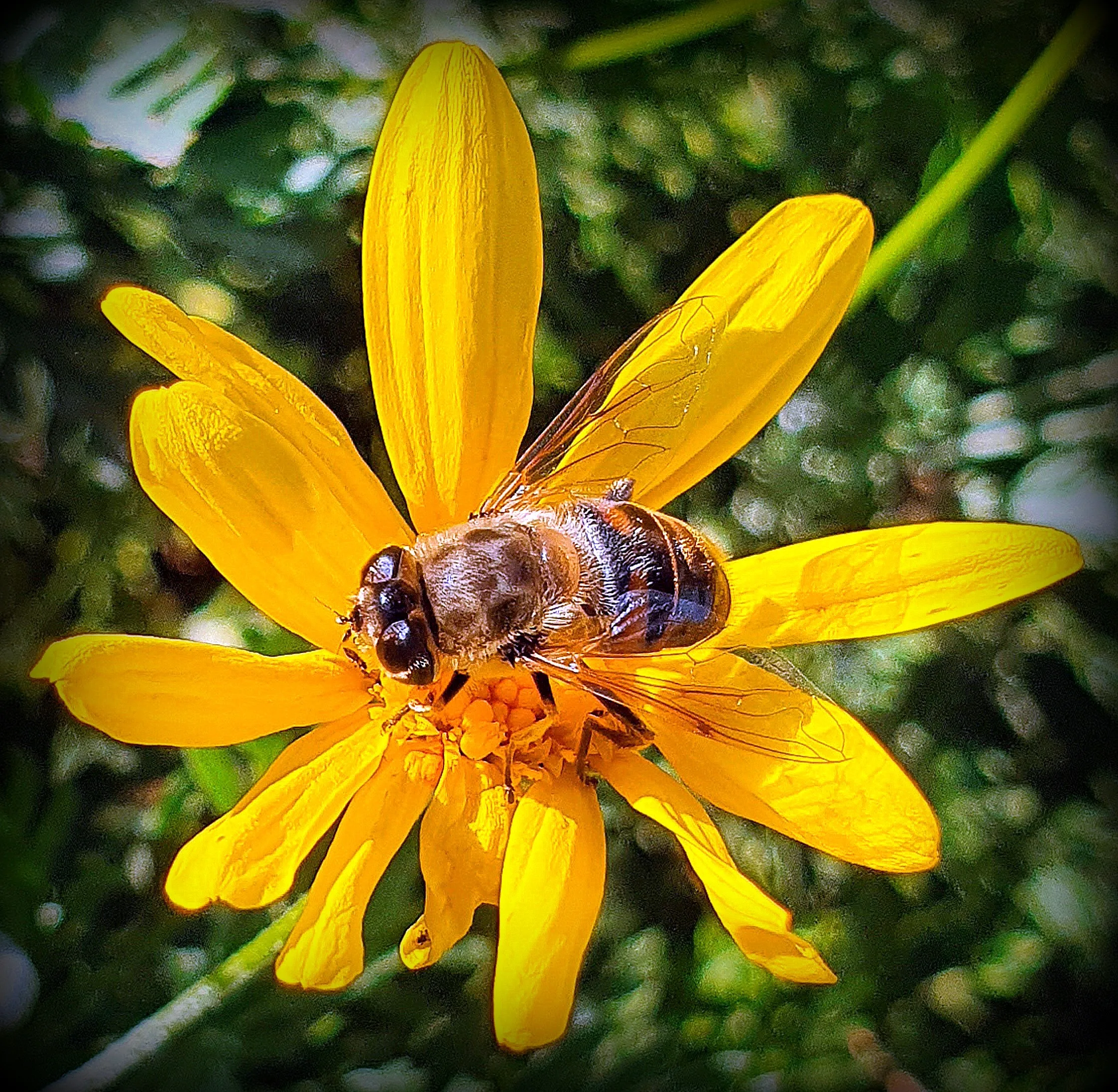 Close-Up of Bees on Flowers (in colour)