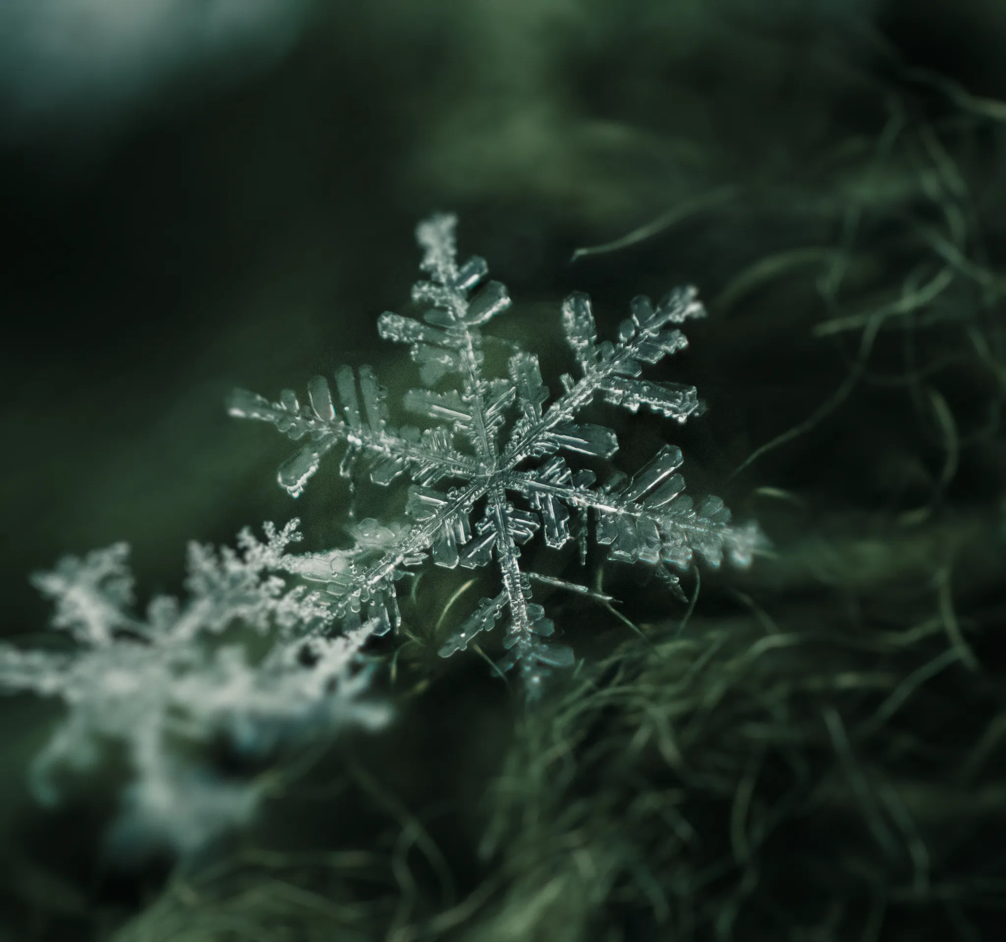 Snowflakes in Close-Up