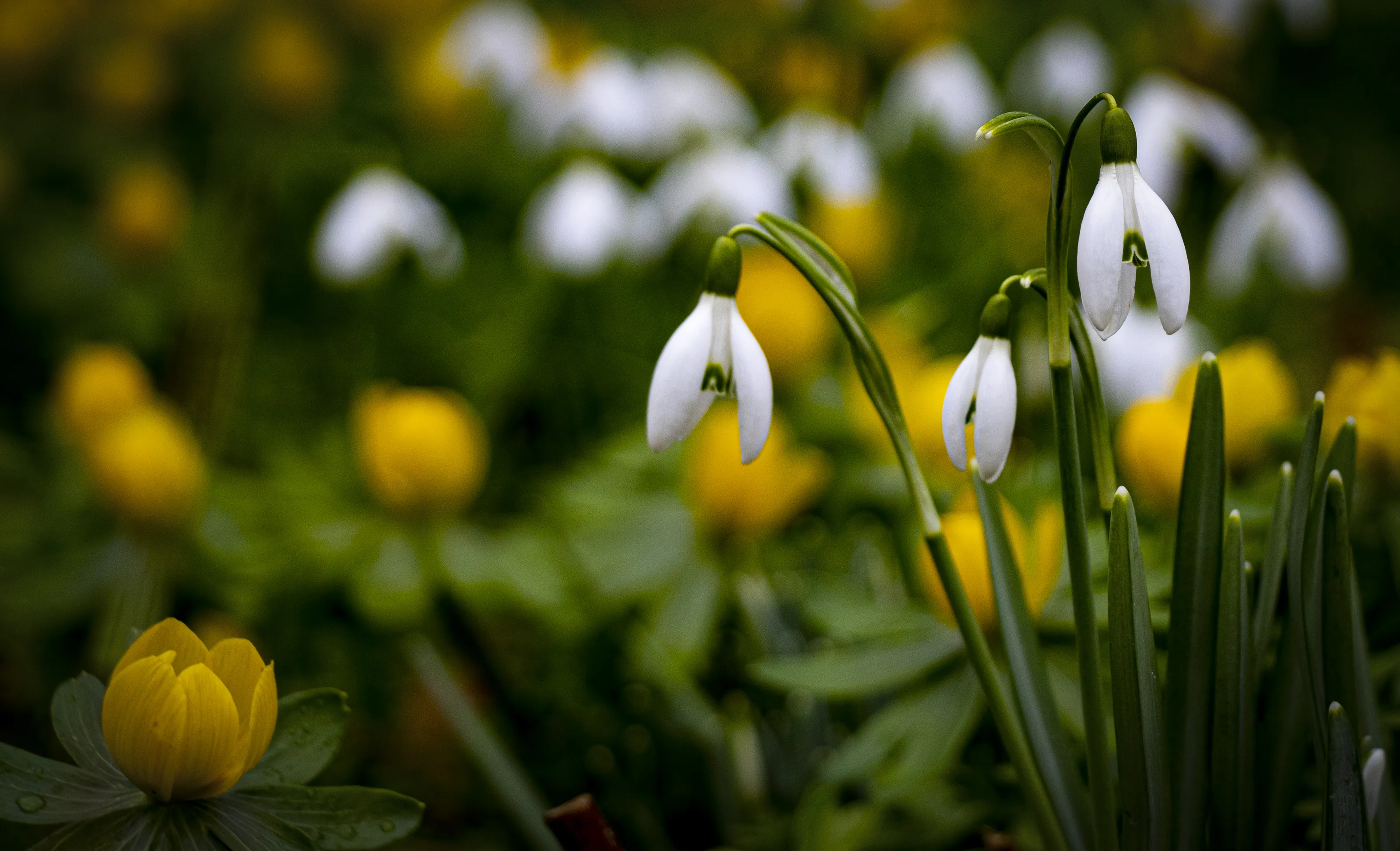 First Signs of Spring in Nature