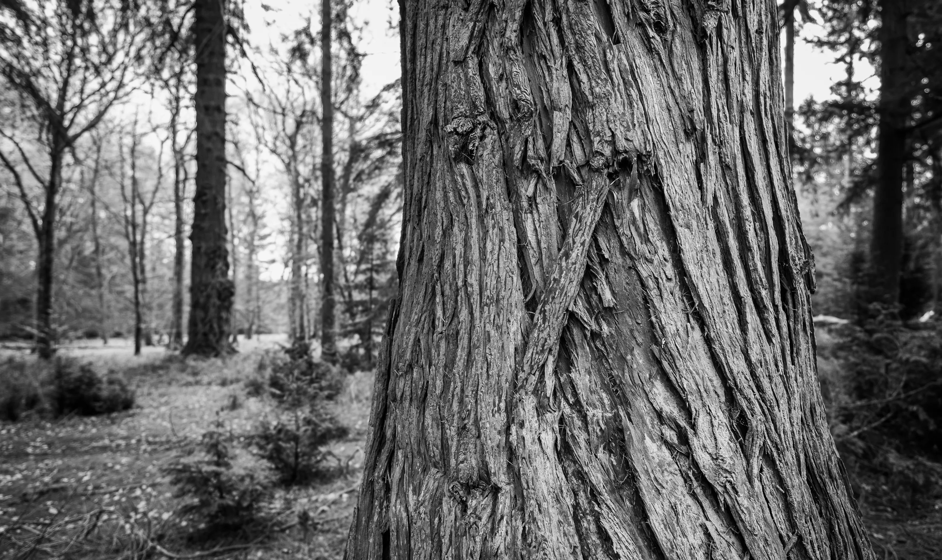 Tree Details