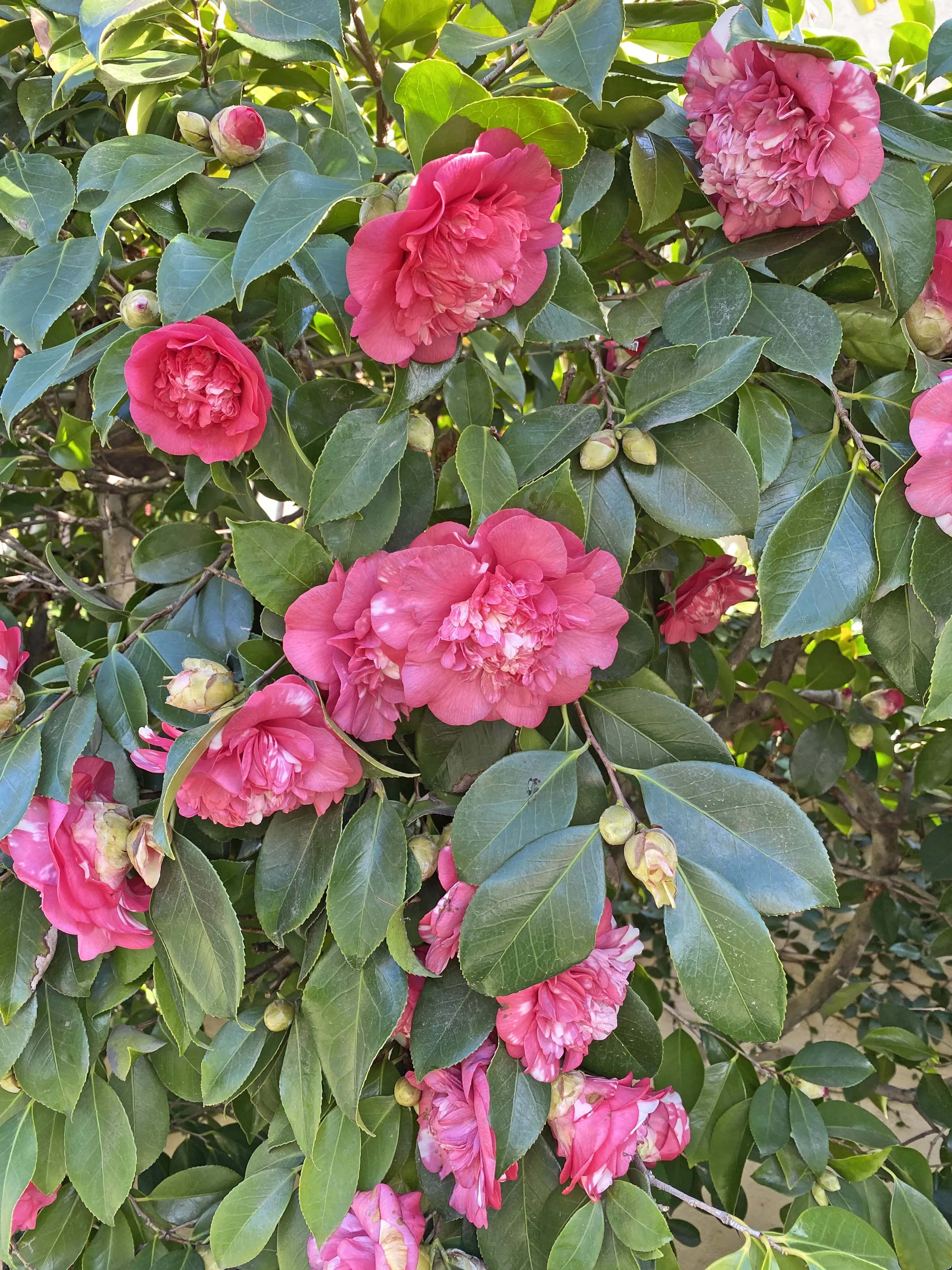 Camellias (in colour)