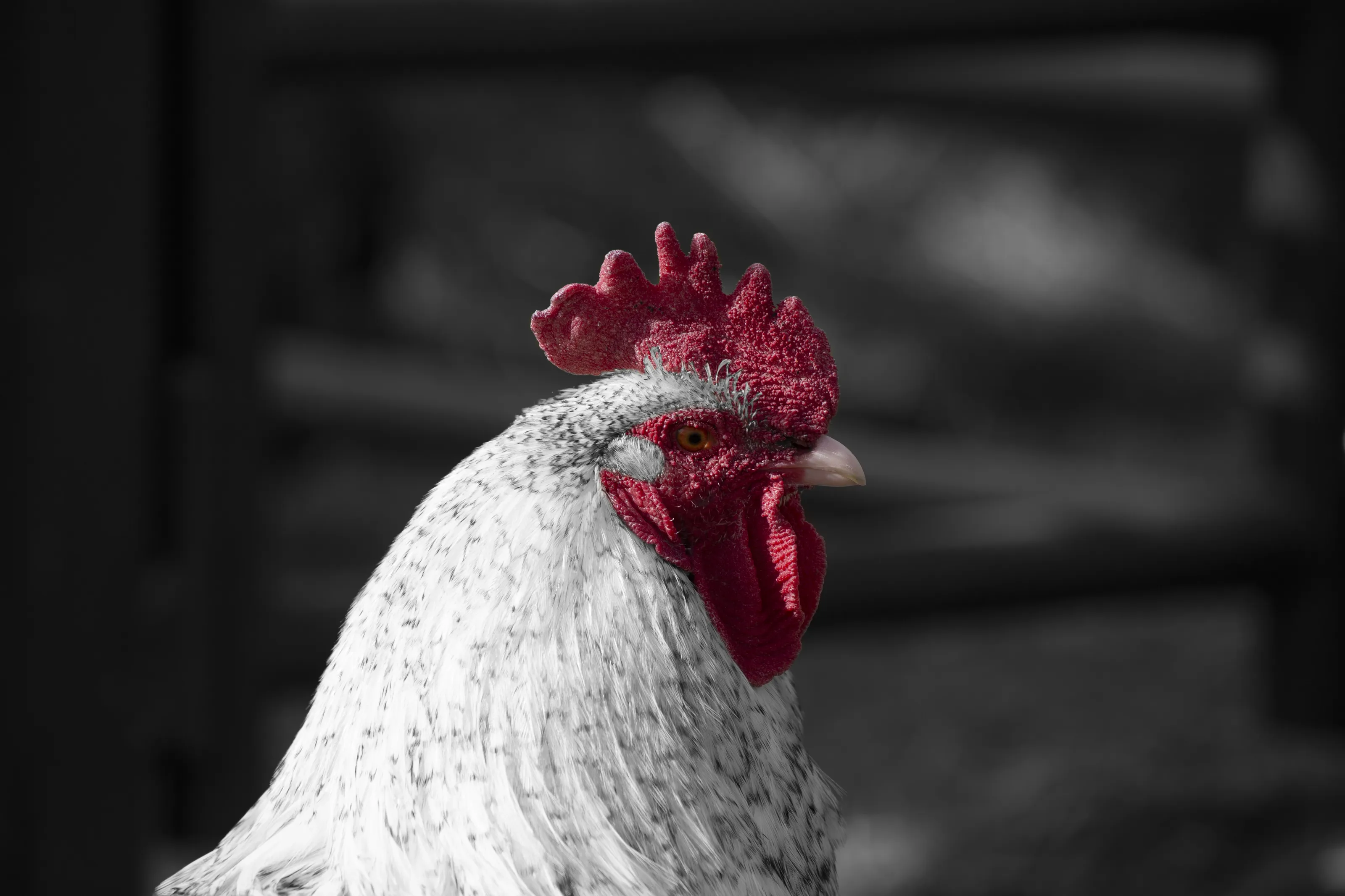 Farm Animals