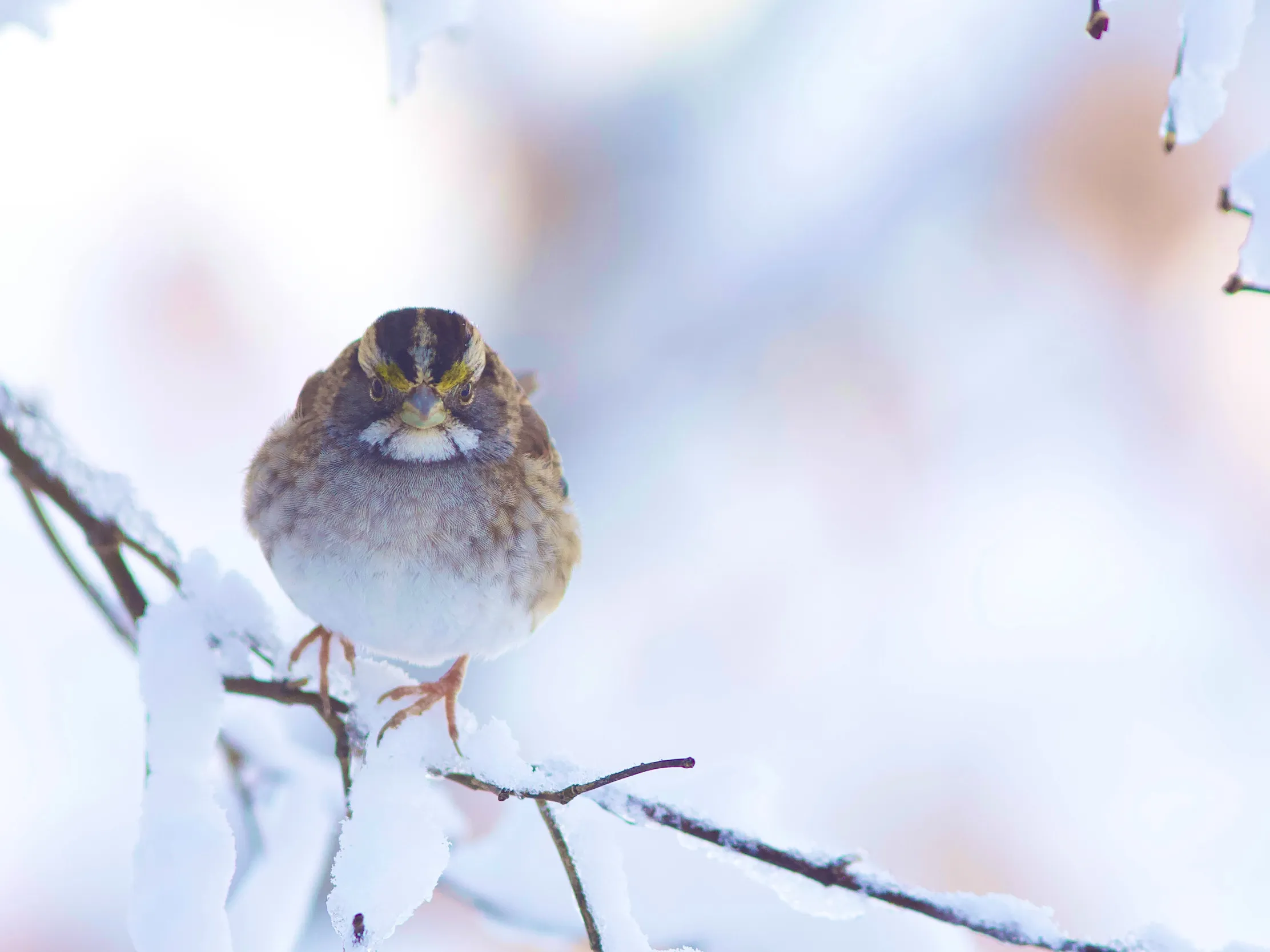 Birds in the Snow