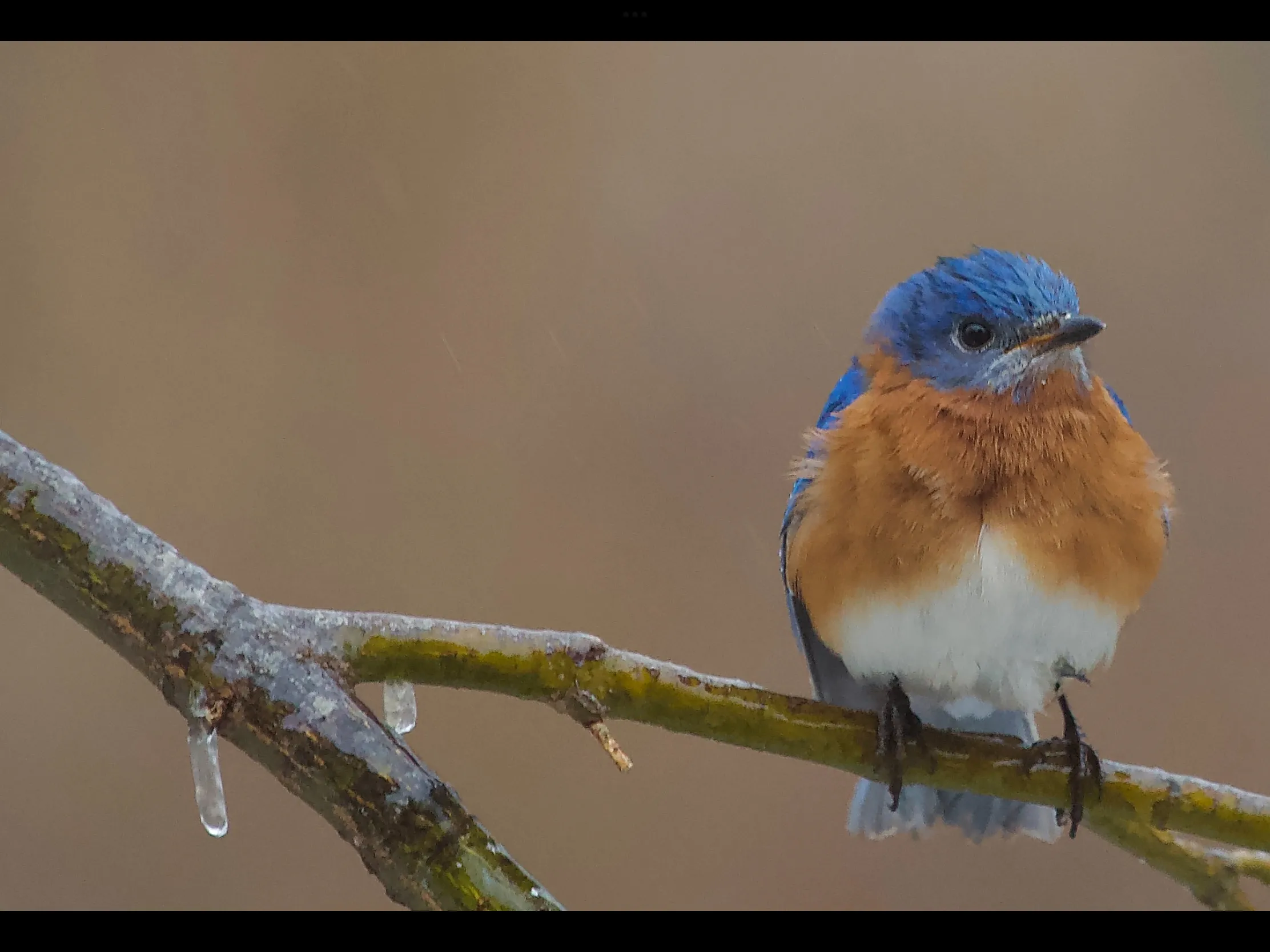 Your Favourite Bird