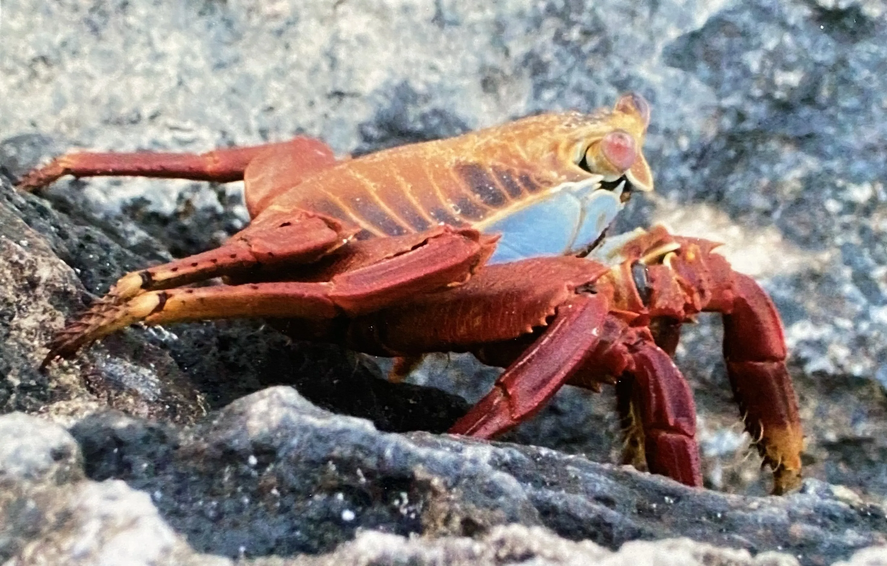 Colourful Living Creatures that Live in the Ocean