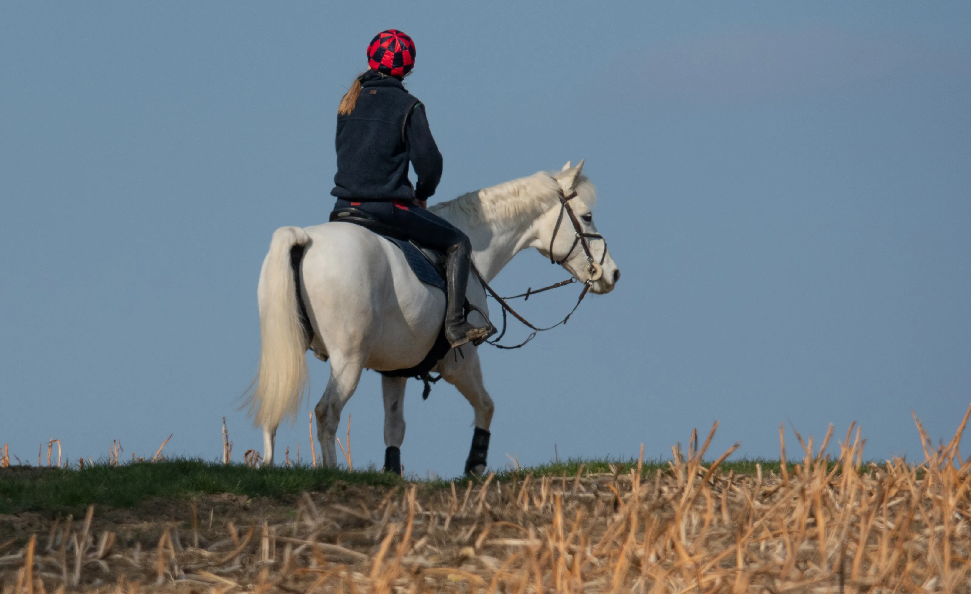 Horses