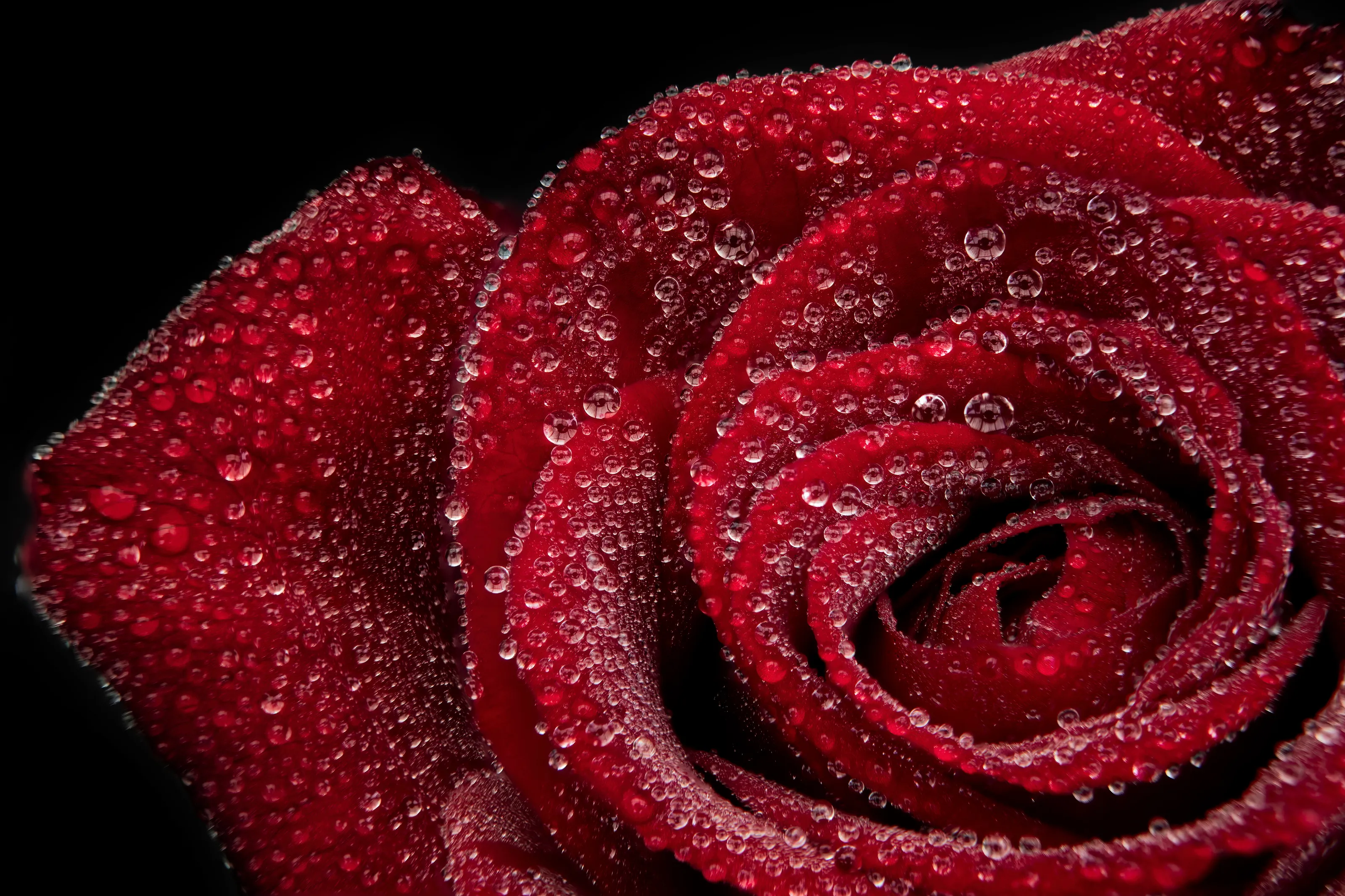 Simply Red Flowers