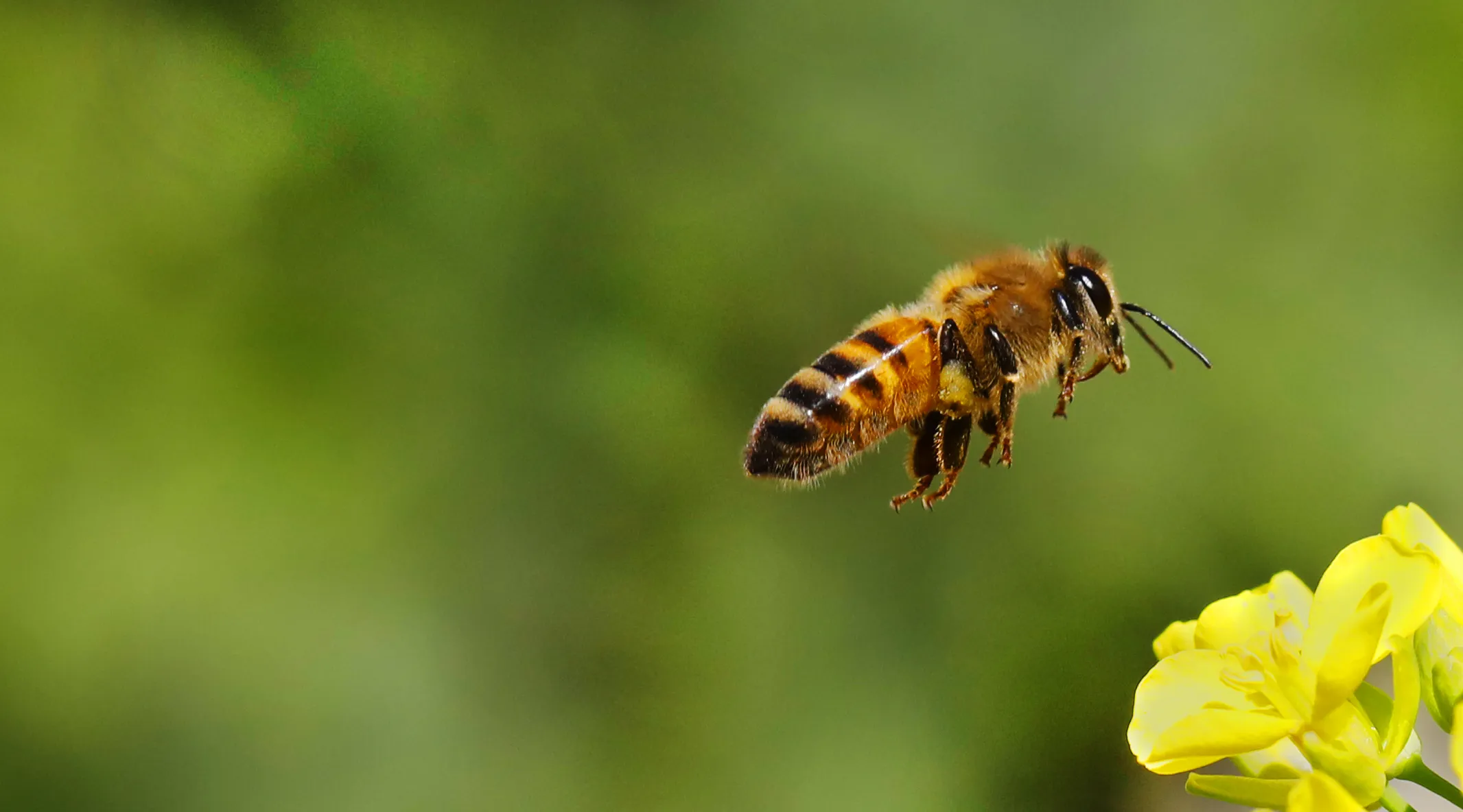 Bees in Flight (in colour)