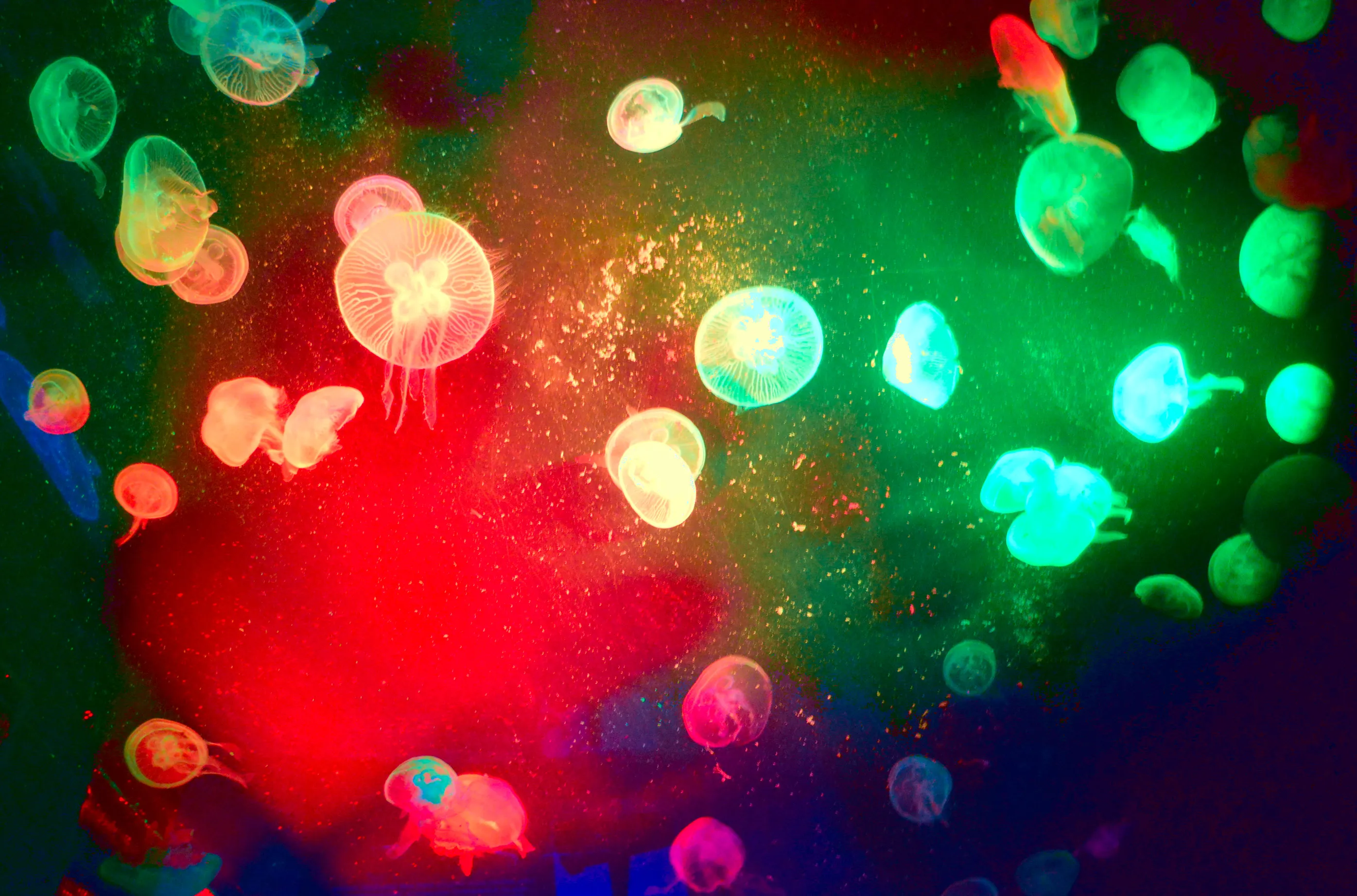 Jellyfish